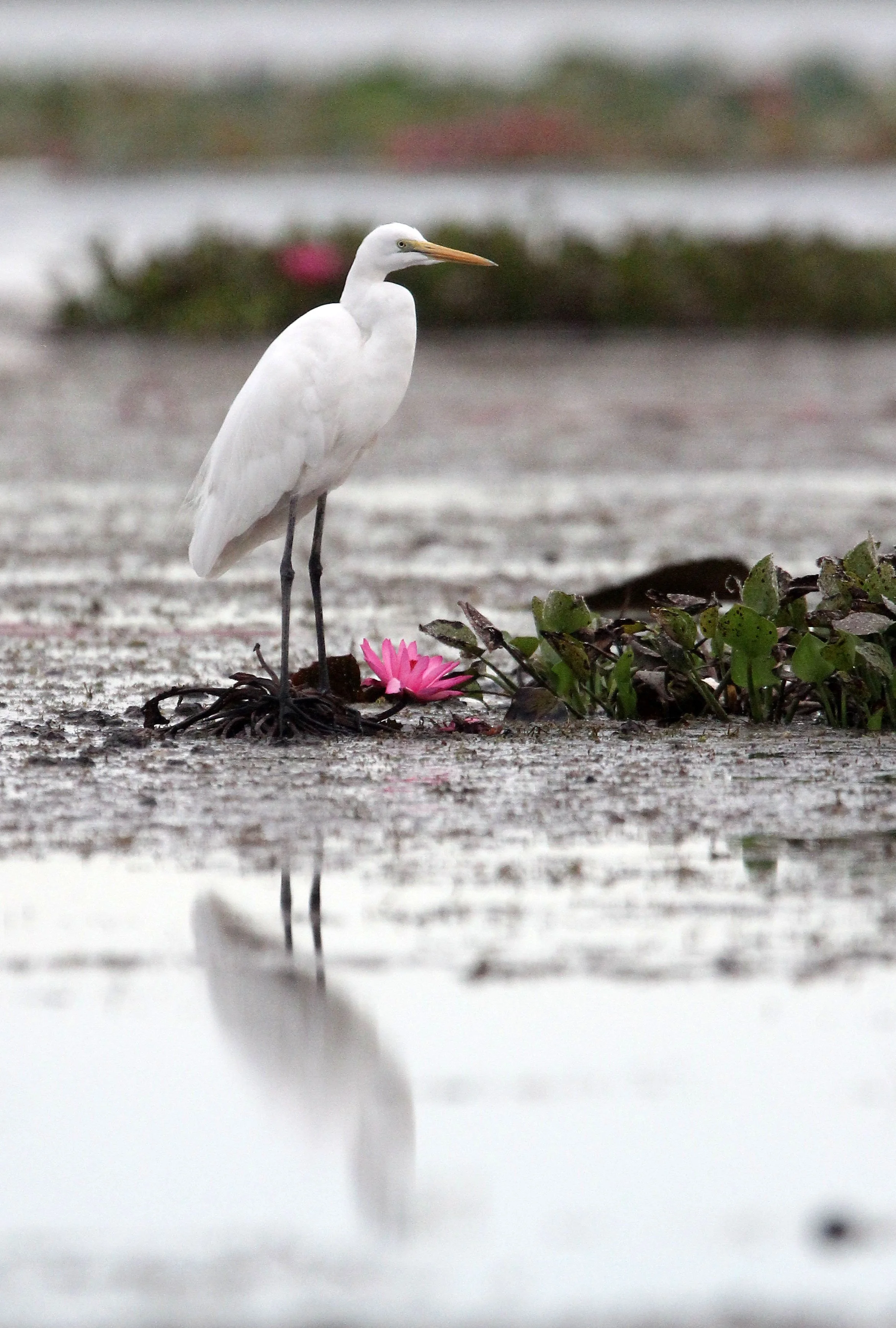 EGRET - EASTERN GREAT EGRET - Ardea (alba) modesta - RED LOTUS SEA  UDON THANI THAILAND (131).JPG