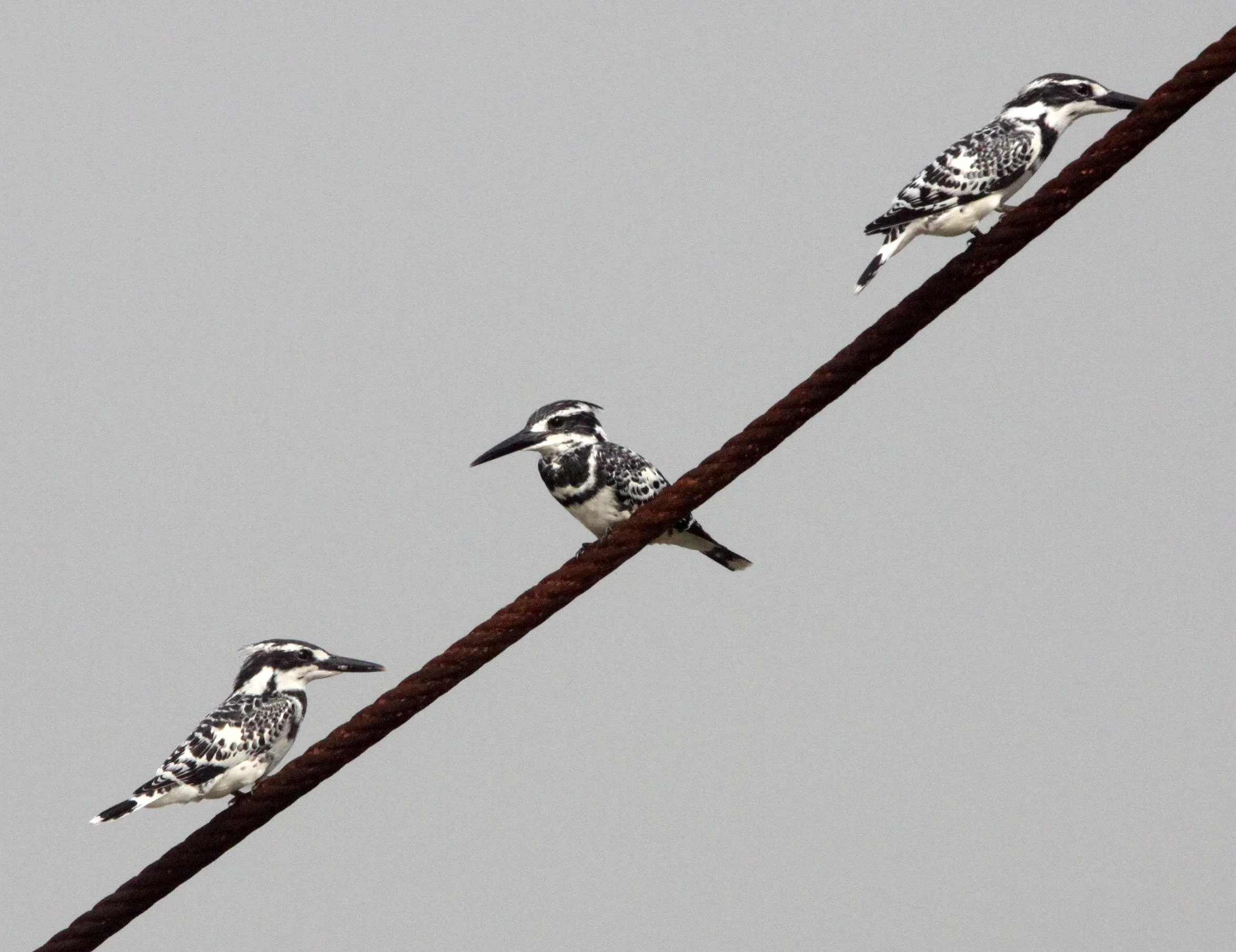 Ceryle rudis - PIED KINGFISHER - CERYLE RUDIS - NANJI HILL RESERVE - POYANG LAKE, JIANGXI PROVINCE, CHINA (54).JPG