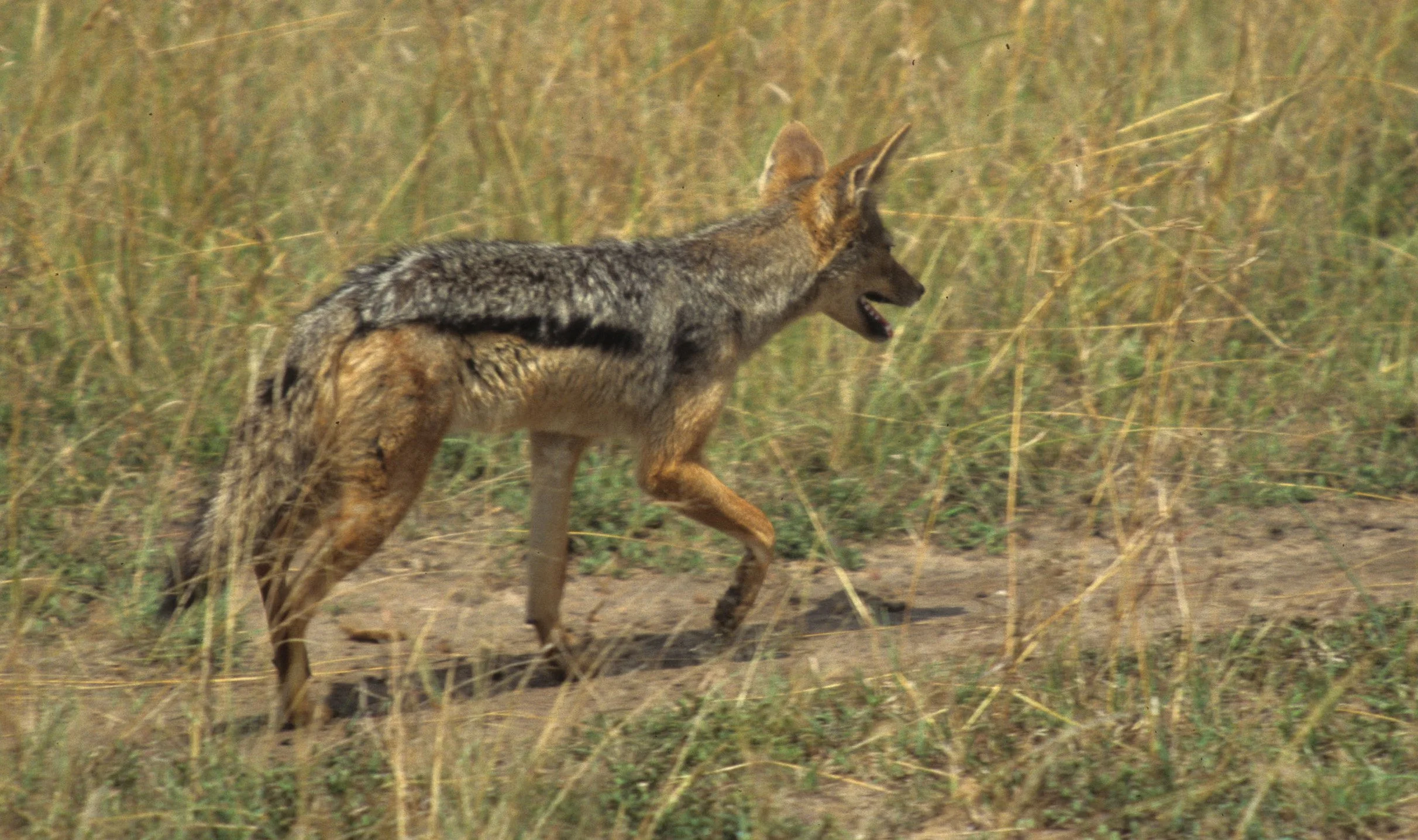 CANID - JACKEL - BLACKBACKED - SERENGETI (6).jpg