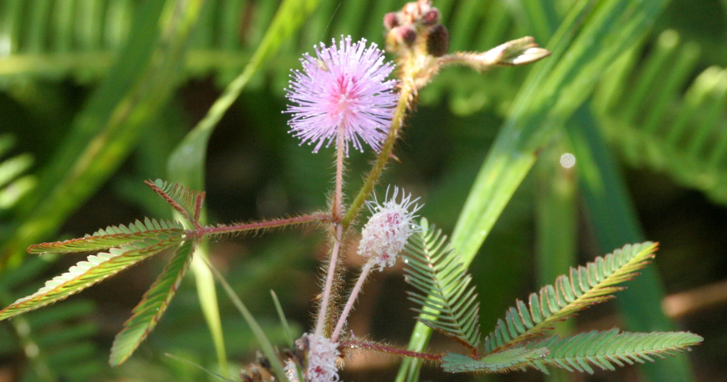 TABIN WILDLIFE RESERVE BORNEO - MIMOSA SPECIES.JPG