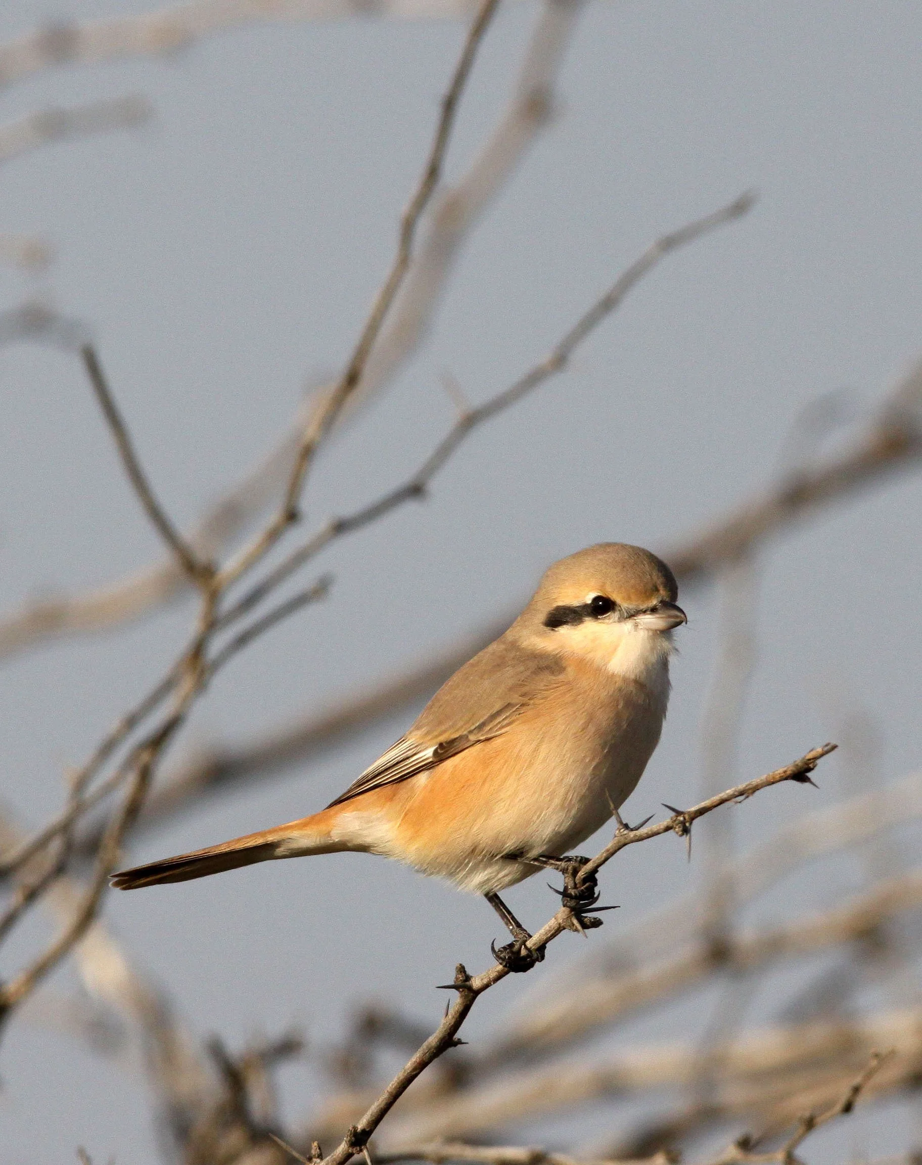 Isabelline Shrike (Lanius isabellinus) Blackbuck NP Gujarat India (3).JPG