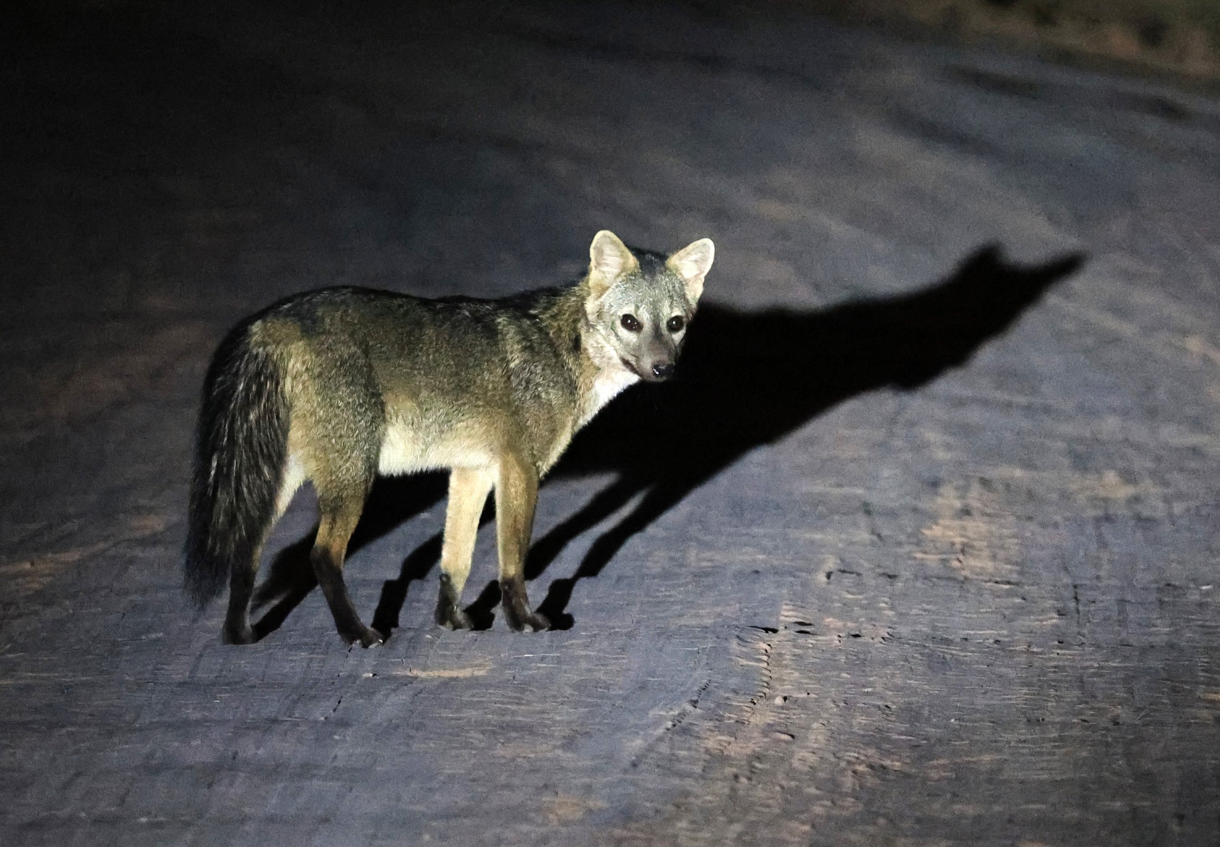 Crab-eating Fox (Cerdocyon thous) Agua Dulce Paraguay (8).jpg