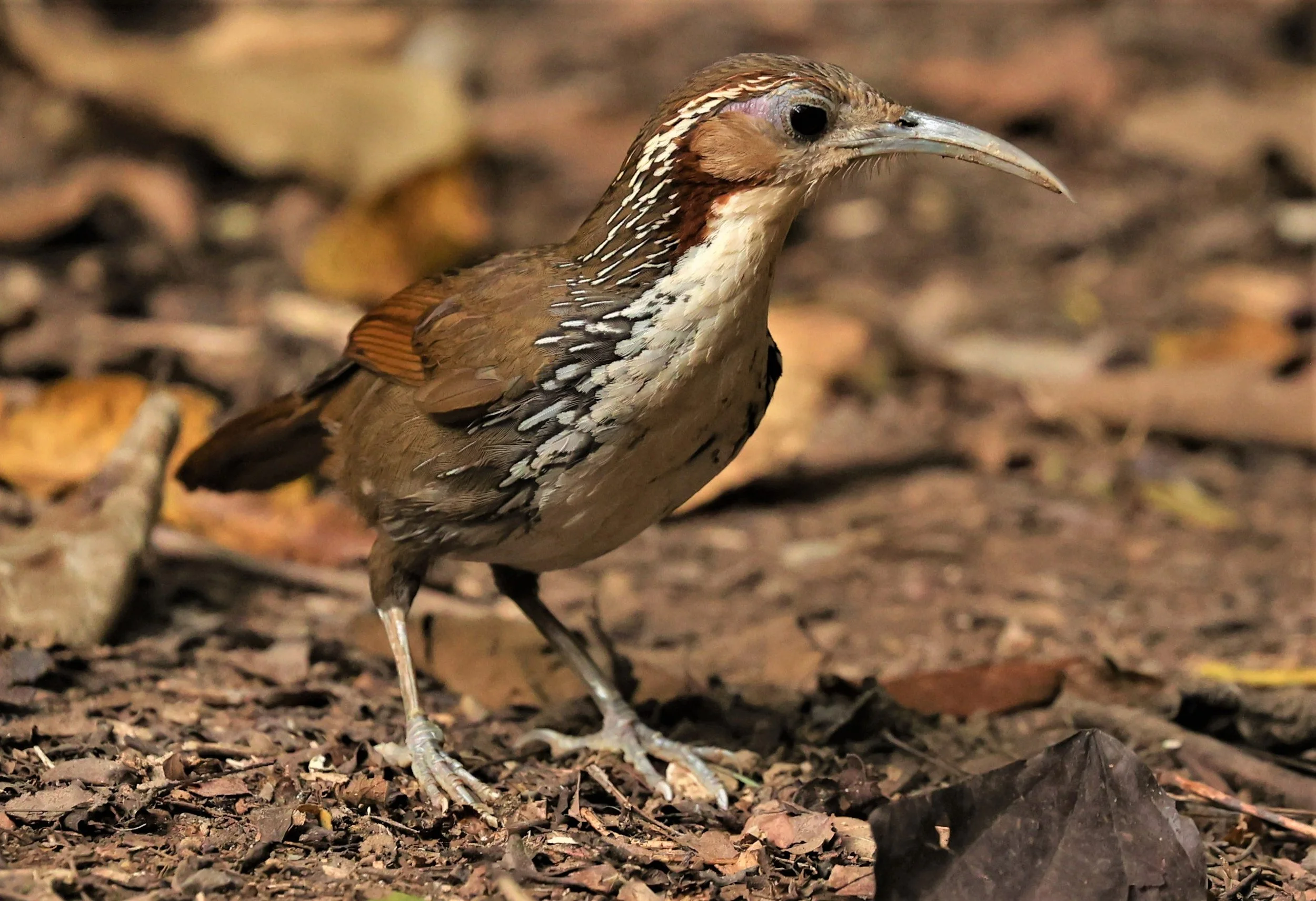 SCIMITAR BABBLER - Erythrogenys hypoleucos - LARGE SCIMITAR BABBLER - NUY HIDE NEAR KAENG KRACHAN FEB 2022 (5).jpg