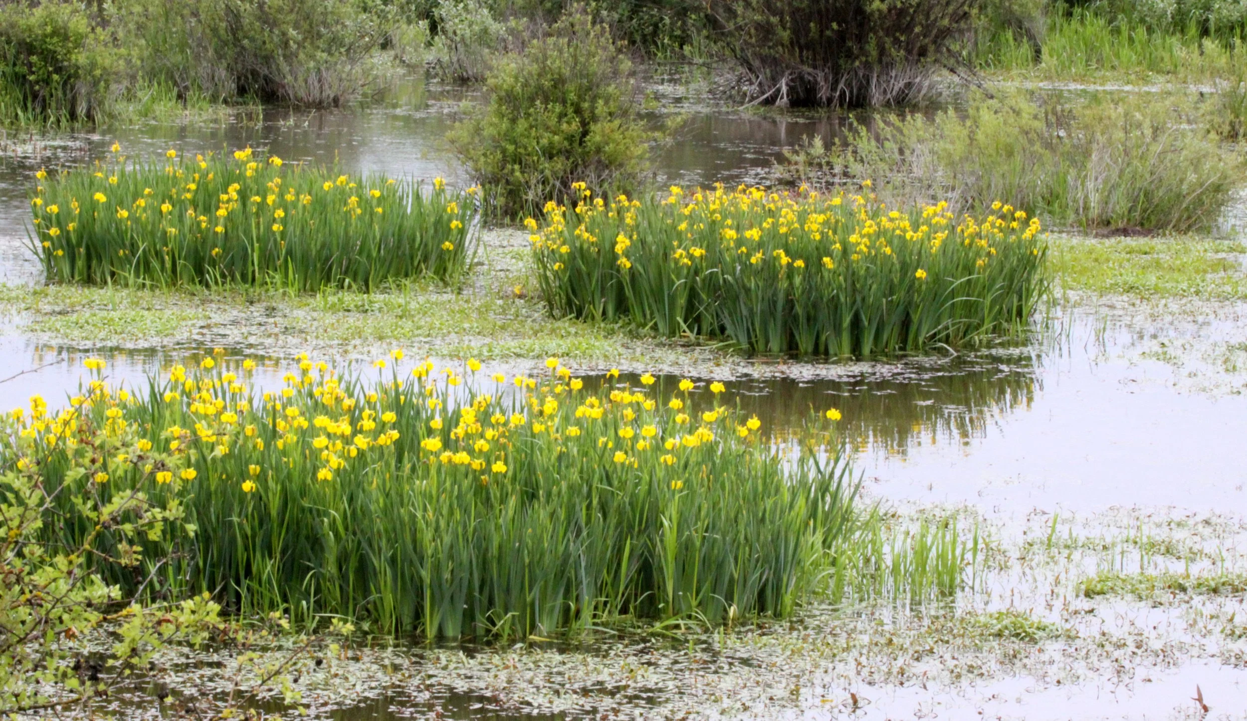 LILIACEAE - IRIS SPECIES - SOMEMOS MARSH VANCOUVER ISLAND BC.JPG