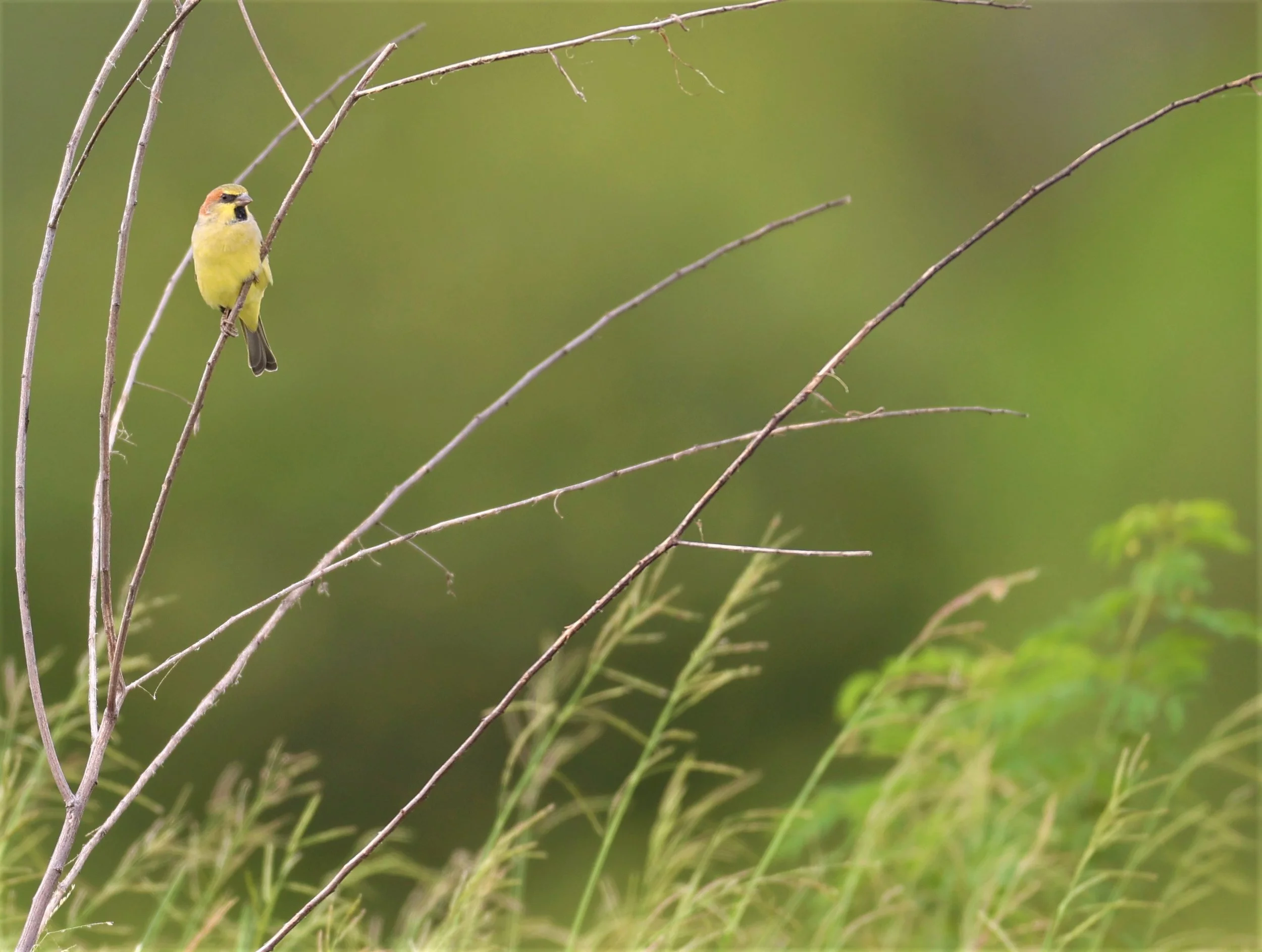 Plain-backed Sparrow (Passer flaveolus) Khlong Tamru Thailand (13).jpg
