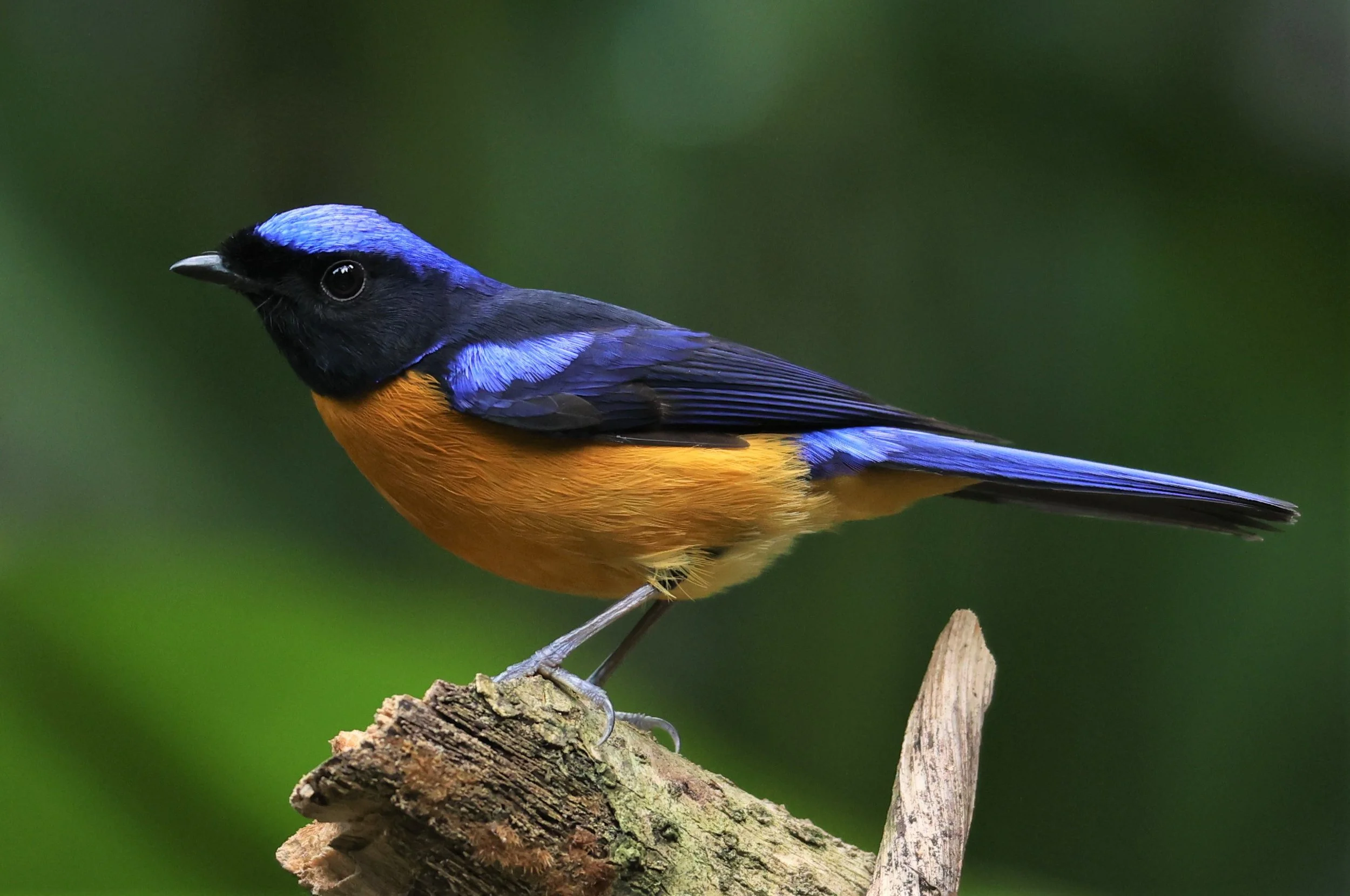 NILTAVA - RUFOUS-BELLIED NILTAVA - Niltava sundar - DOI INTHANON NP CHIANG MAI, DEC 2021 (29).JPG