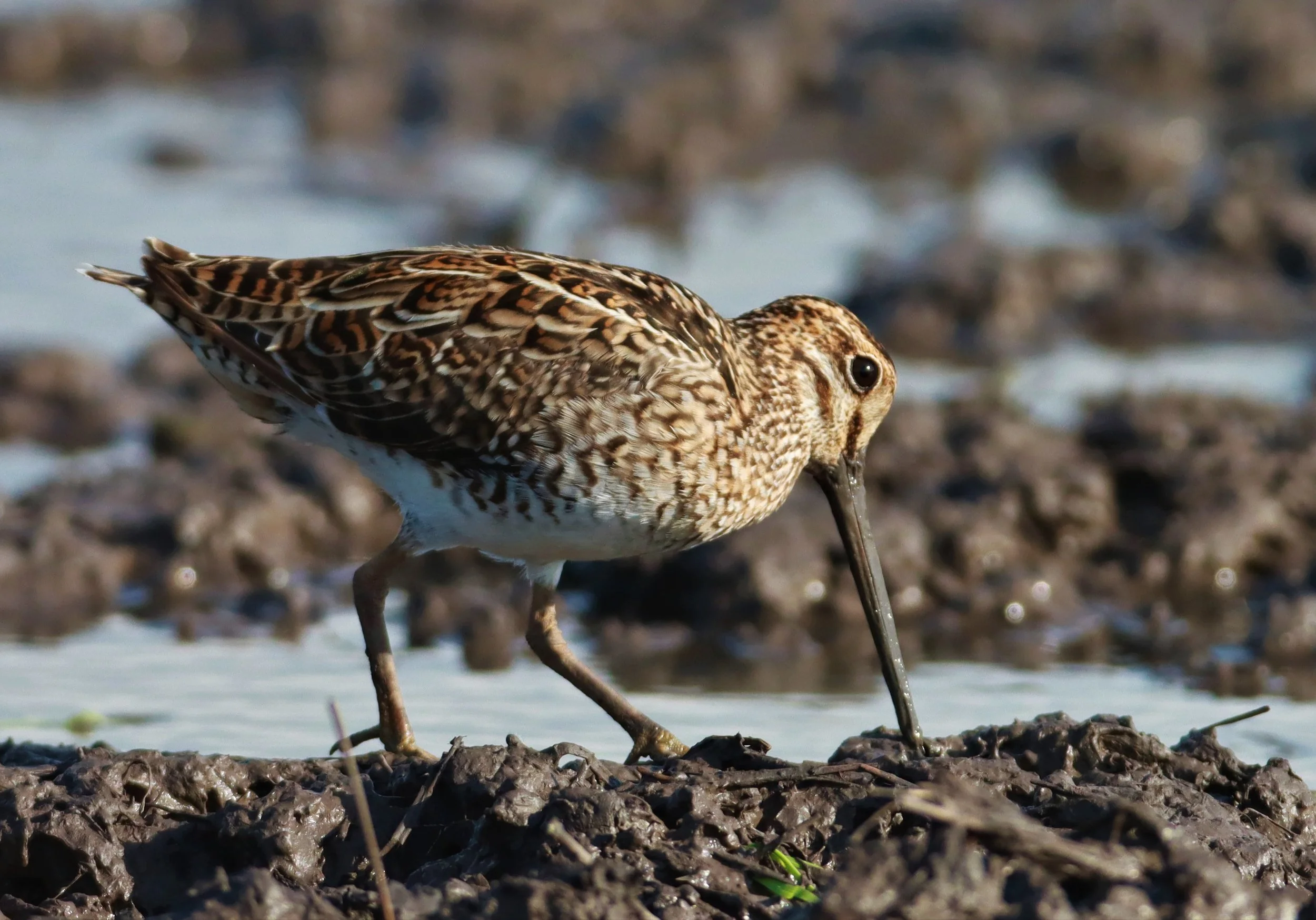 SNIPE - PINTAIL SNIPE - Gallinago stenura - PATHUM THANI RICE RESEARCH CENTER AUGUST 24 2021 (245).jpg