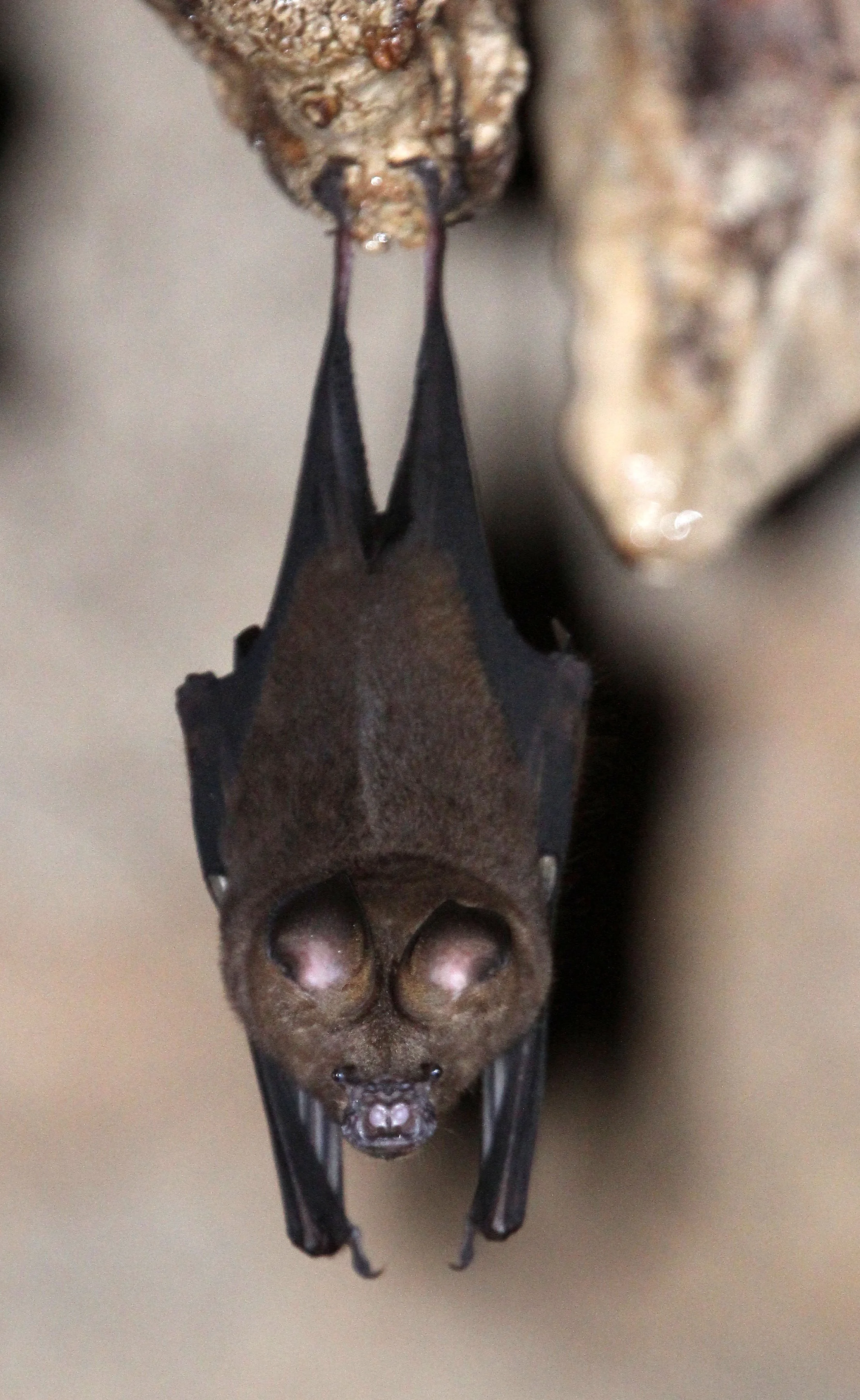 ROUNDLEAF BAT - GREAT ROUNDLEAF BAT - Hipposideros armiger - WAT THAM PHA PU LOEI PROVINCE THAILAND (10).JPG