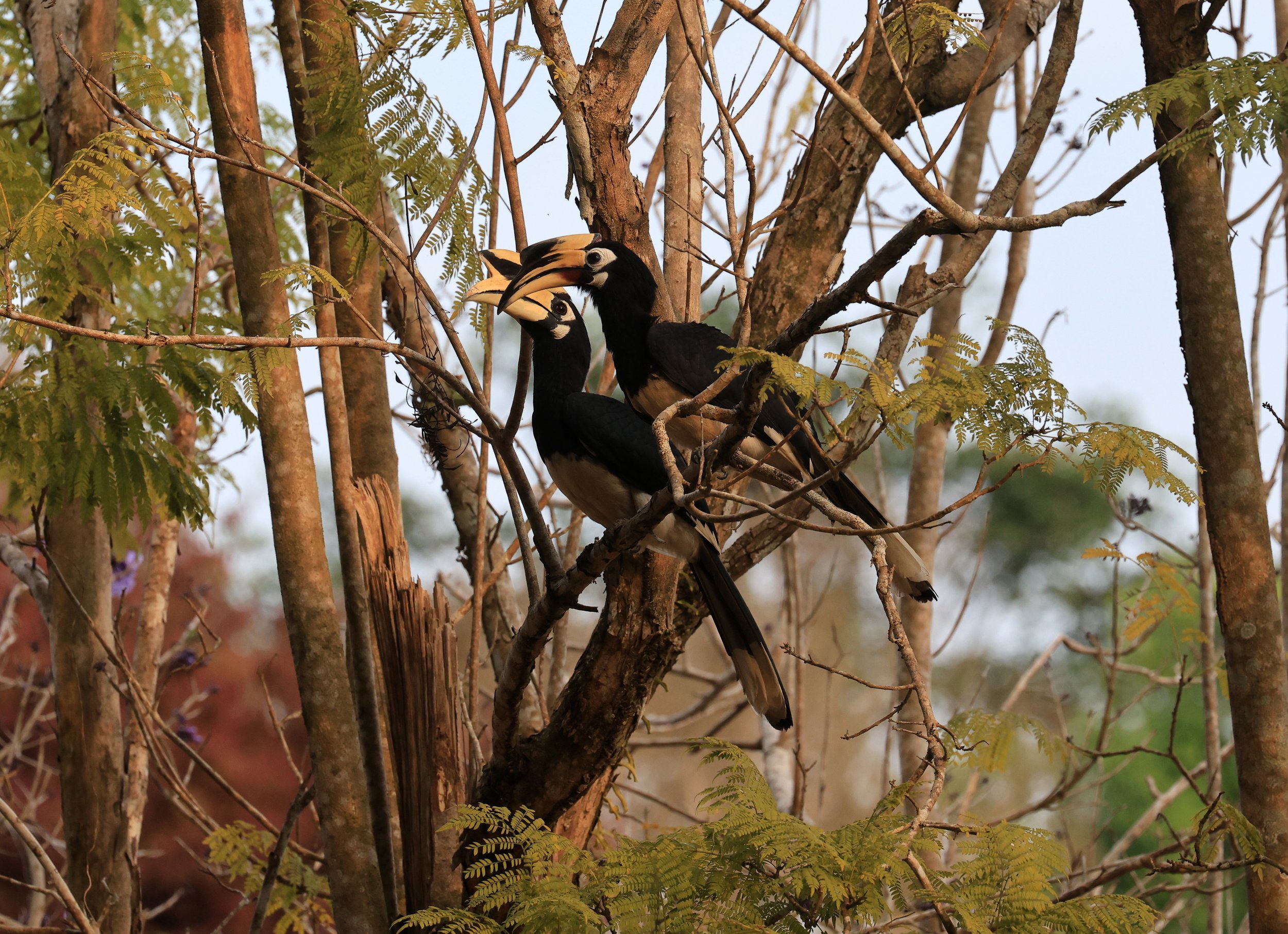 Oriental pied hornbill (Anthracoceros albirostris) Khao Yai National Park Feb 2026 Day 3 (14).jpg