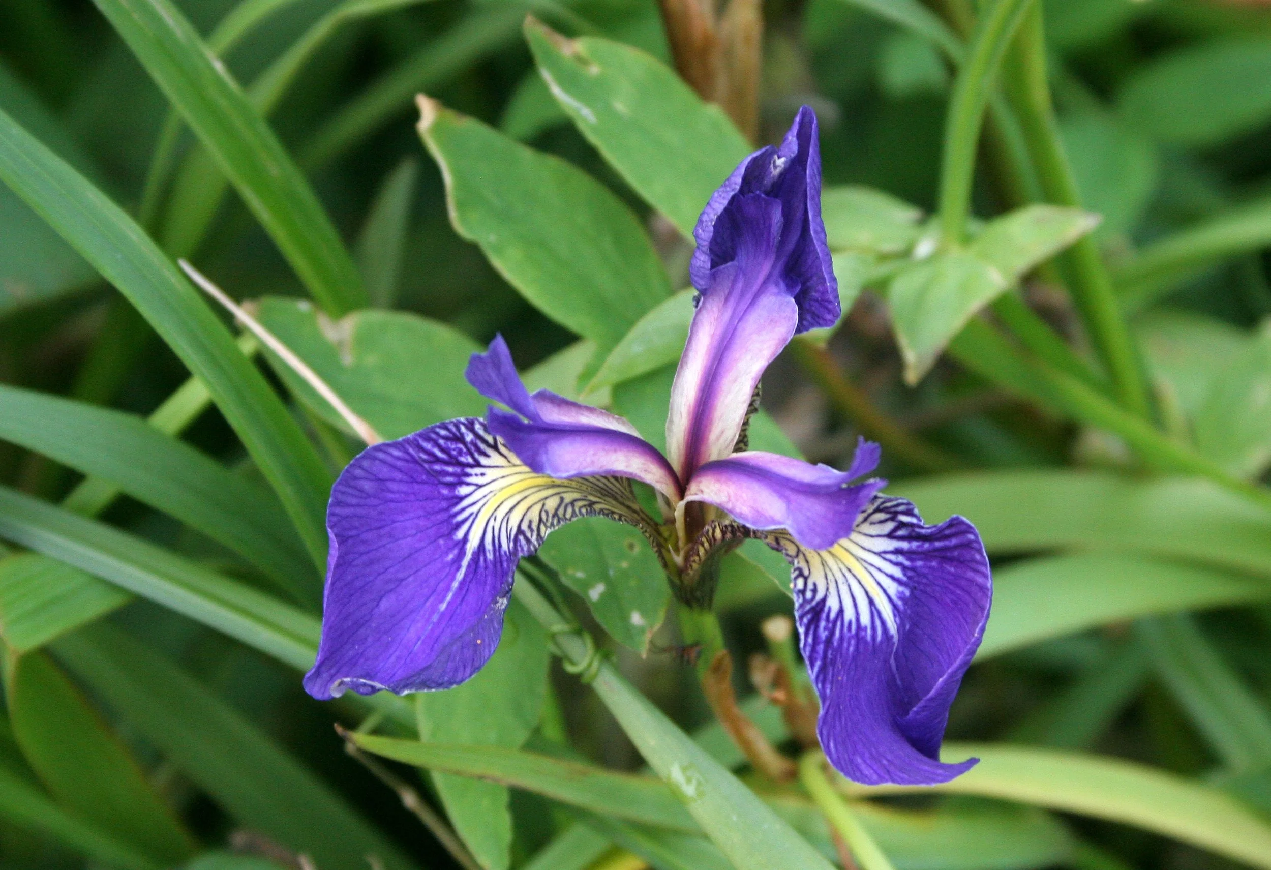 KURIL ISLANDS - FLORA  (116).jpg