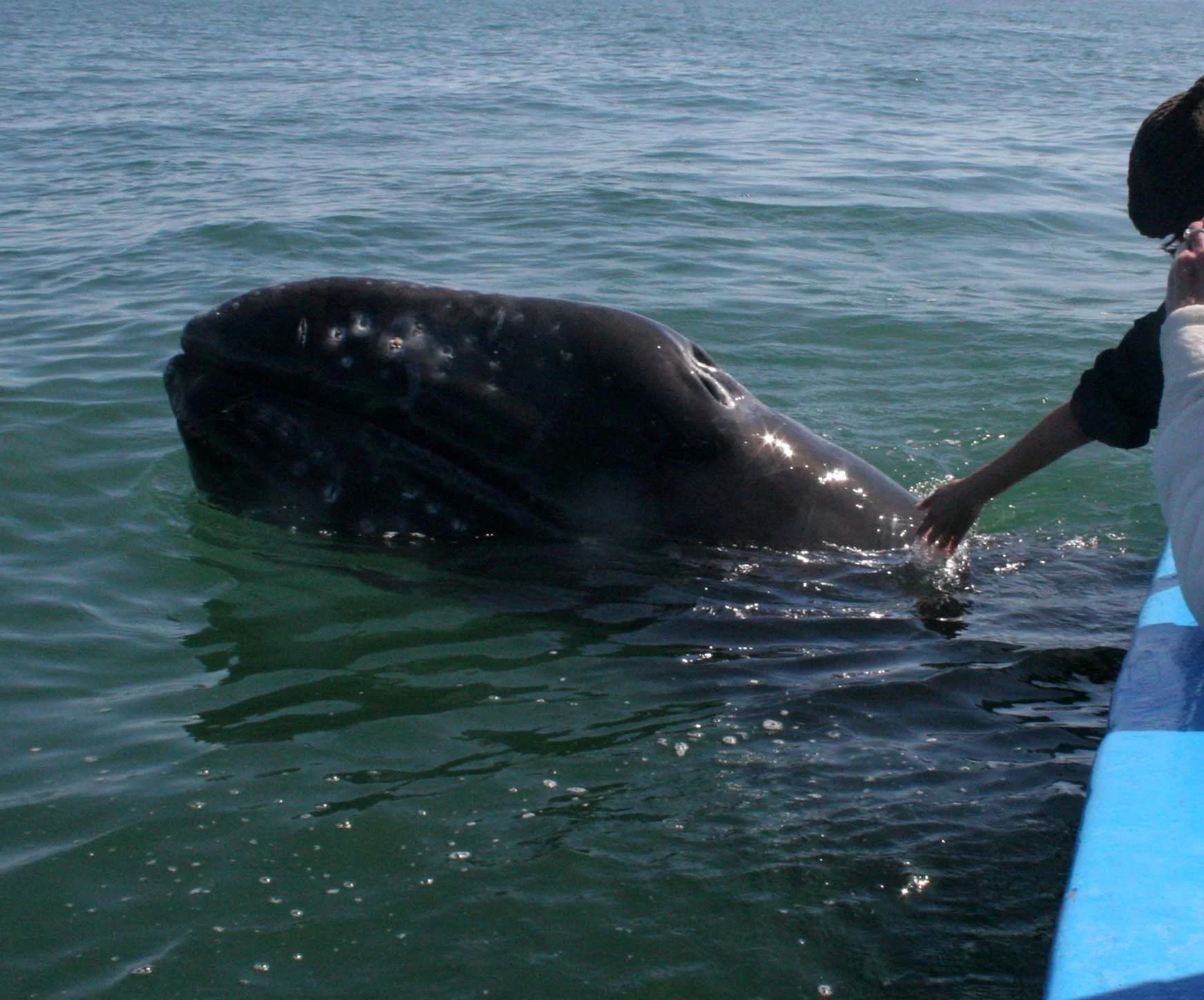 Eschrichtius robustus - GRAY WHALE - PETTING FRIENDLY WHALES - US - SAN IGNACIO LAGOON BAJA MEXICO (82).JPG