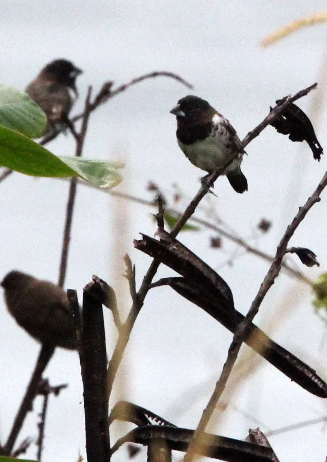 Bronze Mannikin (Spermestes cucullata) Kibale NP, Uganda Bigodi Swamp