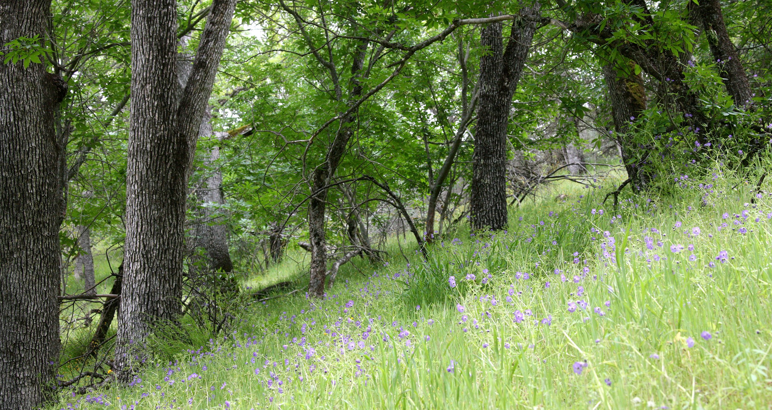 PINNACLES NATIONAL MONUMENT CALIFORNIA - QUERCUS FOREST (4).JPG