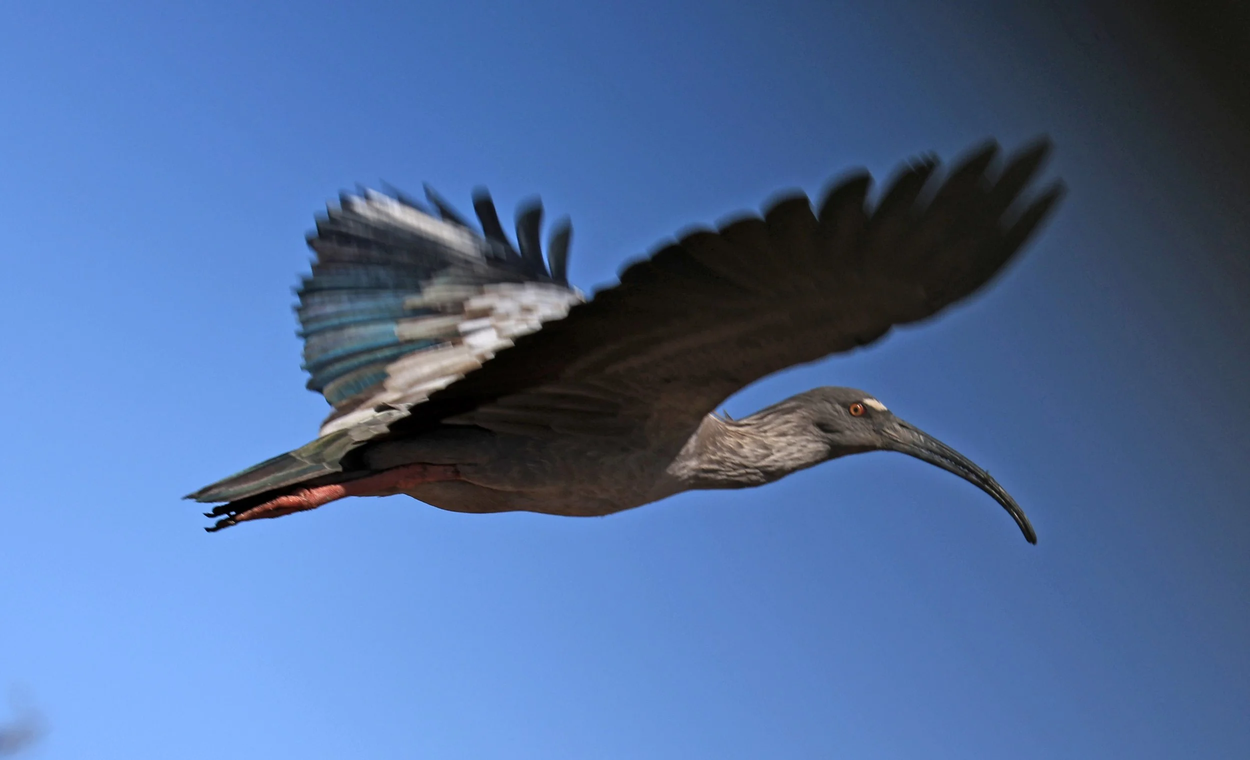 Plumbeous Ibis (Theristicus caerulescens) Agua Dulce Paraguay