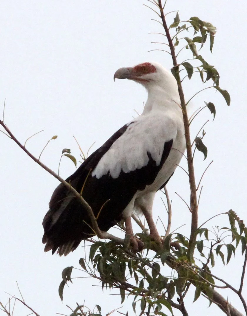 Gypohierax angolensis - PALM NUT VULTURE - MURCHISON FALLS NATIONAL PARK UGANDA (11).JPG