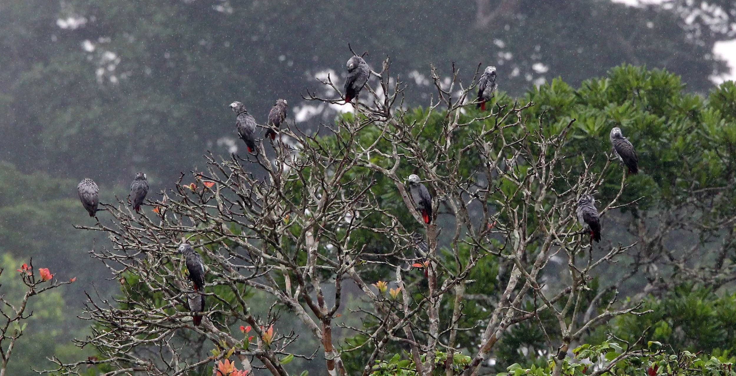 BIRD - PARROT - AFRICAN GREY PARROT - DZANGA BAI - DZANGA NDOKI NP CENTRAL AFRICAN REPUBLIC (30).JPG