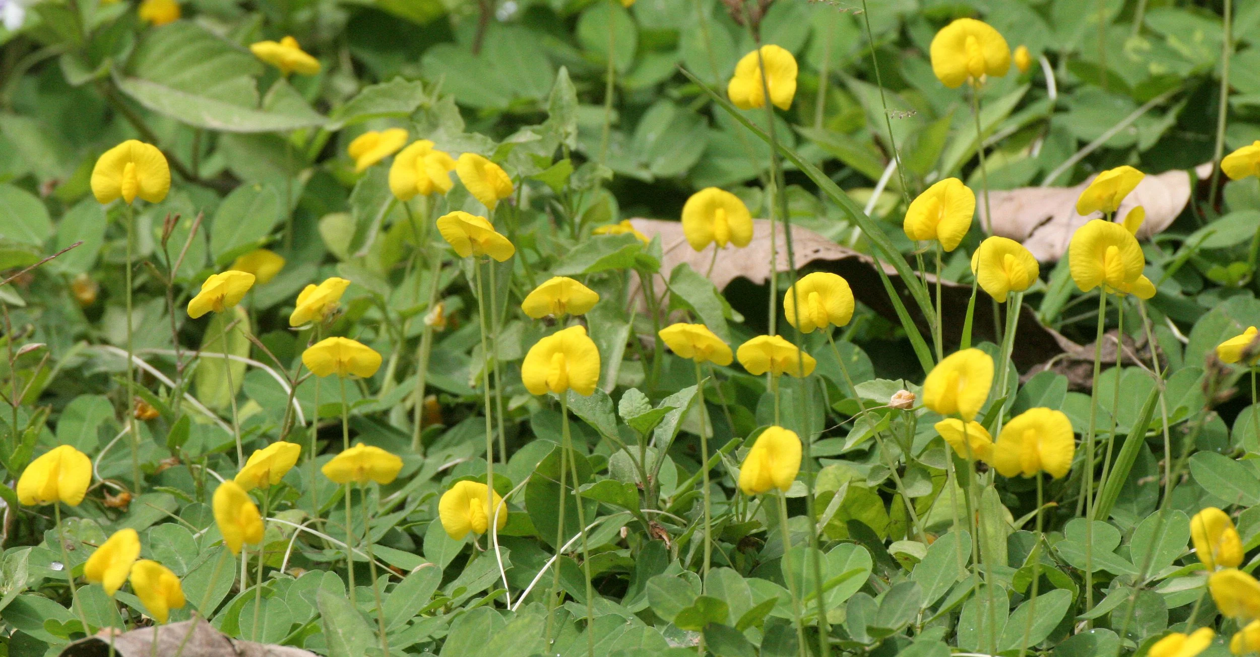 TABIN WILDLIFE RESERVE BORNEO - YELLOW FLOWER SPECIES (2).JPG