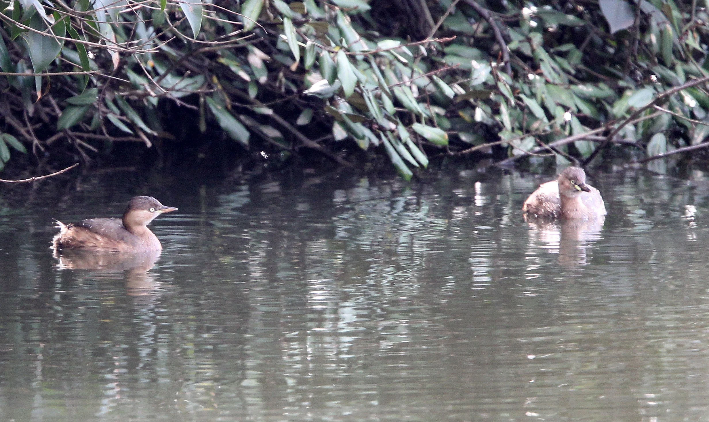 Little Grebe (Tachybaptus ruficollis) Binjiang Forest Park Shanghai (6).JPG