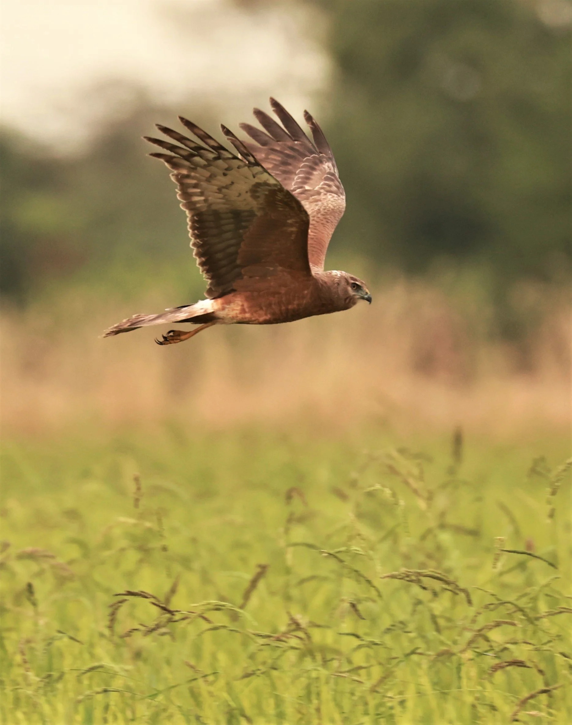 HARRIER - PIED HARRIER - Circus melanoleucos - PATHUM THANI RICE RESEARCH CENTER 06 JAN 2023 (6).jpg