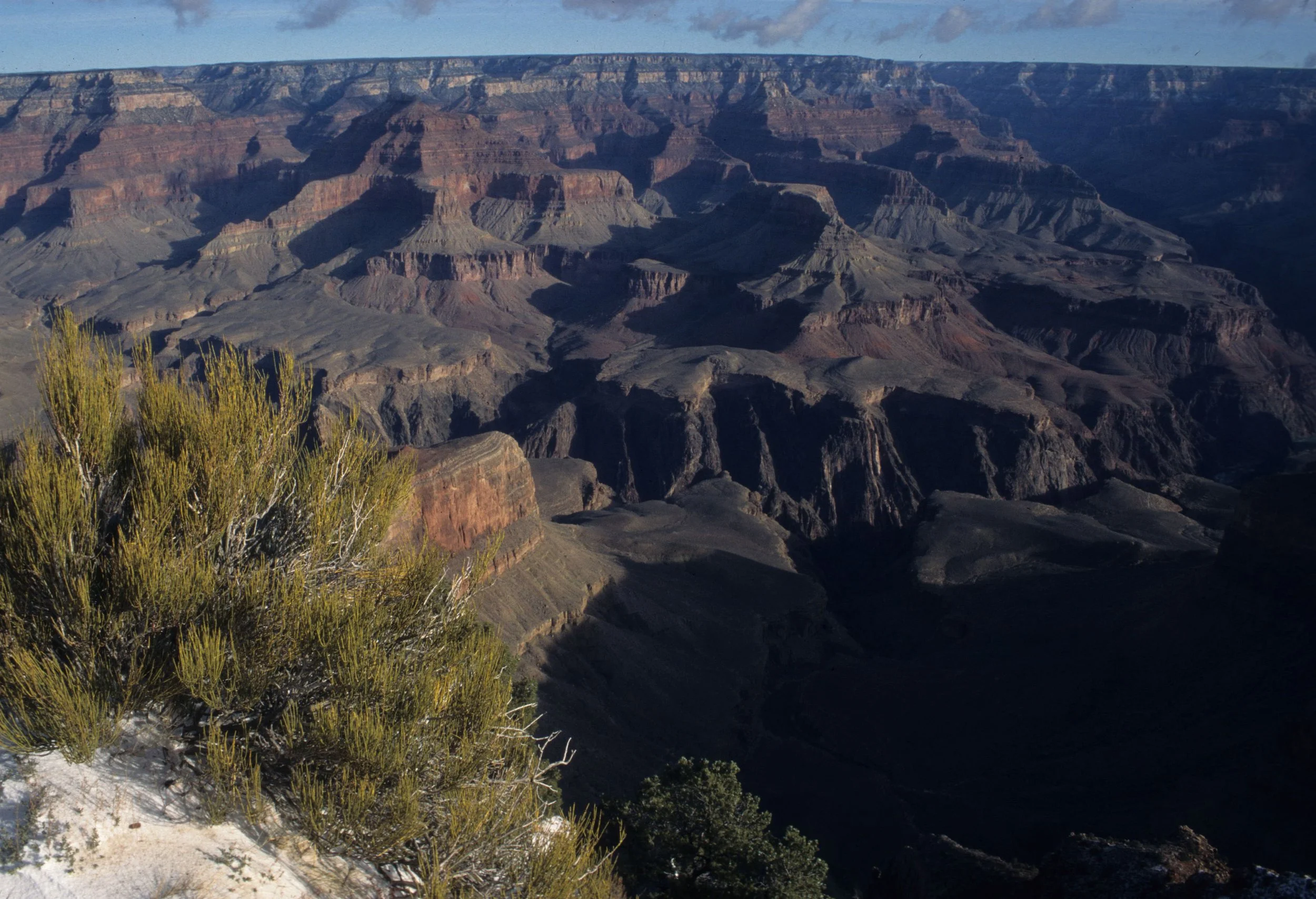 ARIZONA - GRAND CANYON - SOUTH RIM VIEW - EPHEDRA SPECIES - MORMON TEA.jpg