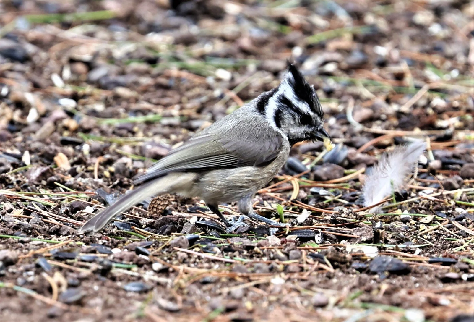 Bridled Titmouse (Baeolophus wollweberi) Cave Creek Arizona (10).jpg