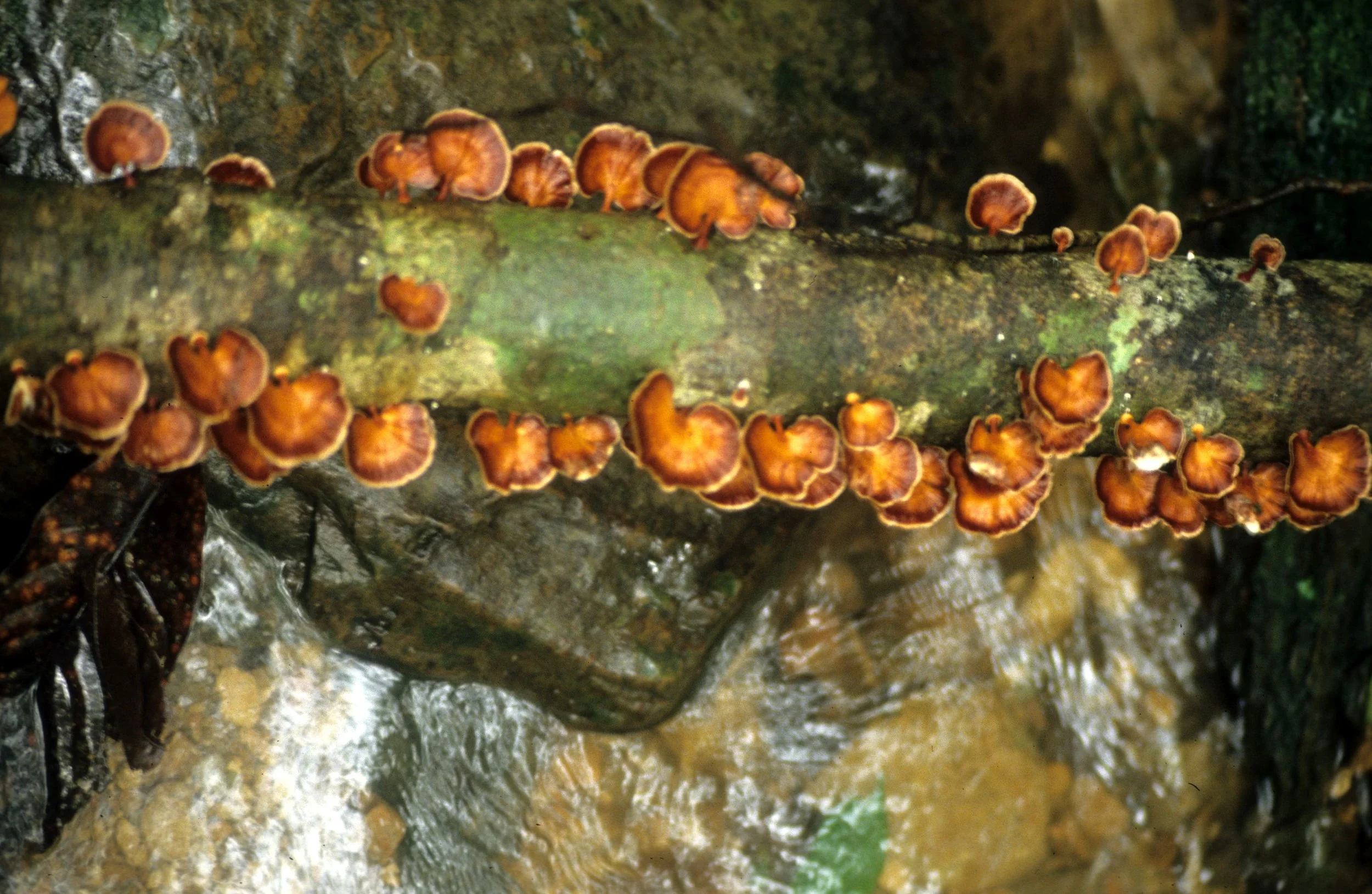 CUC PHUONG NATIONAL PARK - 1994 (25).jpg