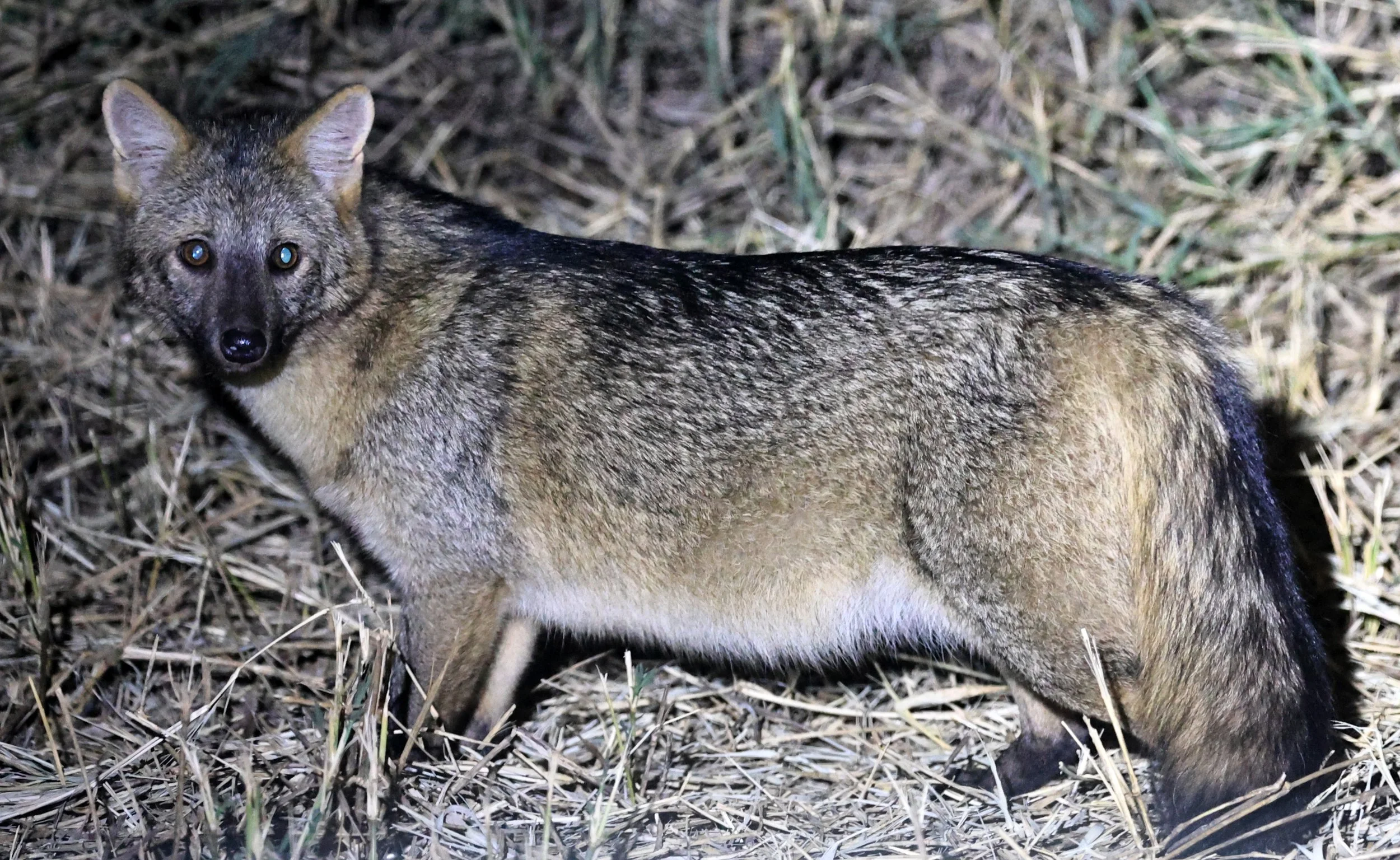 Crab-eating Fox (Cerdocyon thous) Estancia Campo'í Paraguay  (6).jpg