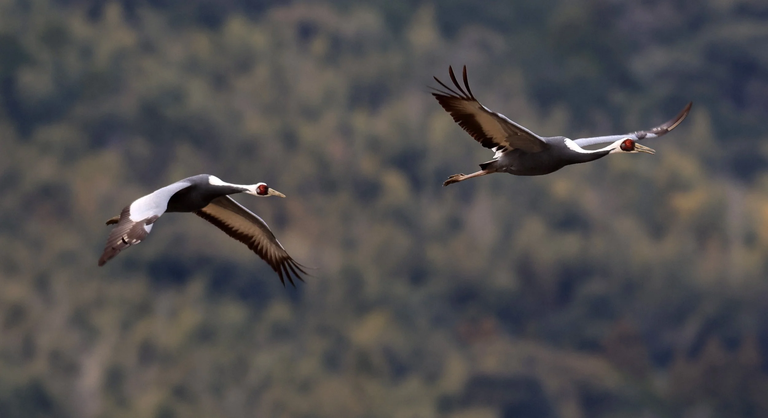 White-naped Crane (Antigone vipio) Izumi Crane Park & Center, Izumi Kagoshima Kyushu Japan (317).jpg