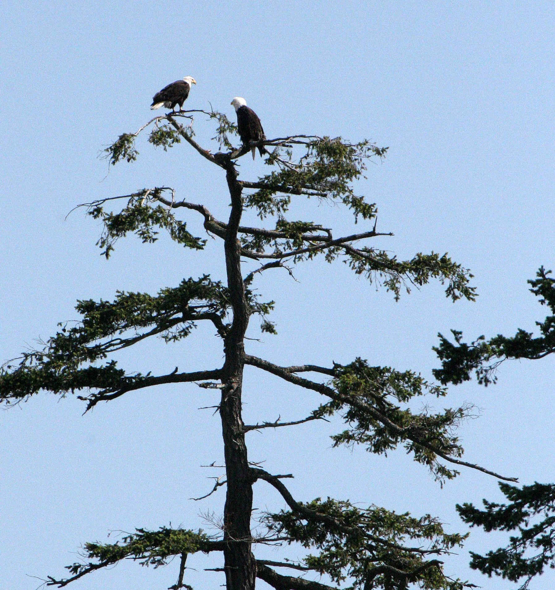Haliaeetus leucocephalus - AMERICAN BALD EAGLE - SAN JUAN ISLANDS WA (7).JPG