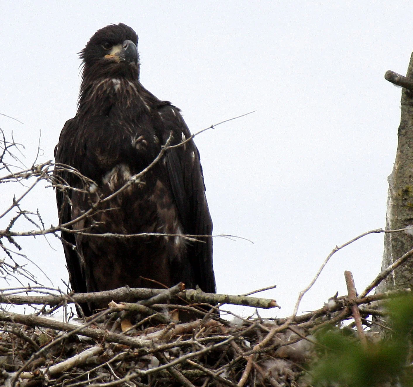 BIRD - EAGLE - BALD EAGLE - CHICKS - CLINE SPIT OVERLOOK - SEQUIM DUNGENESS BLUFFS (21).JPG
