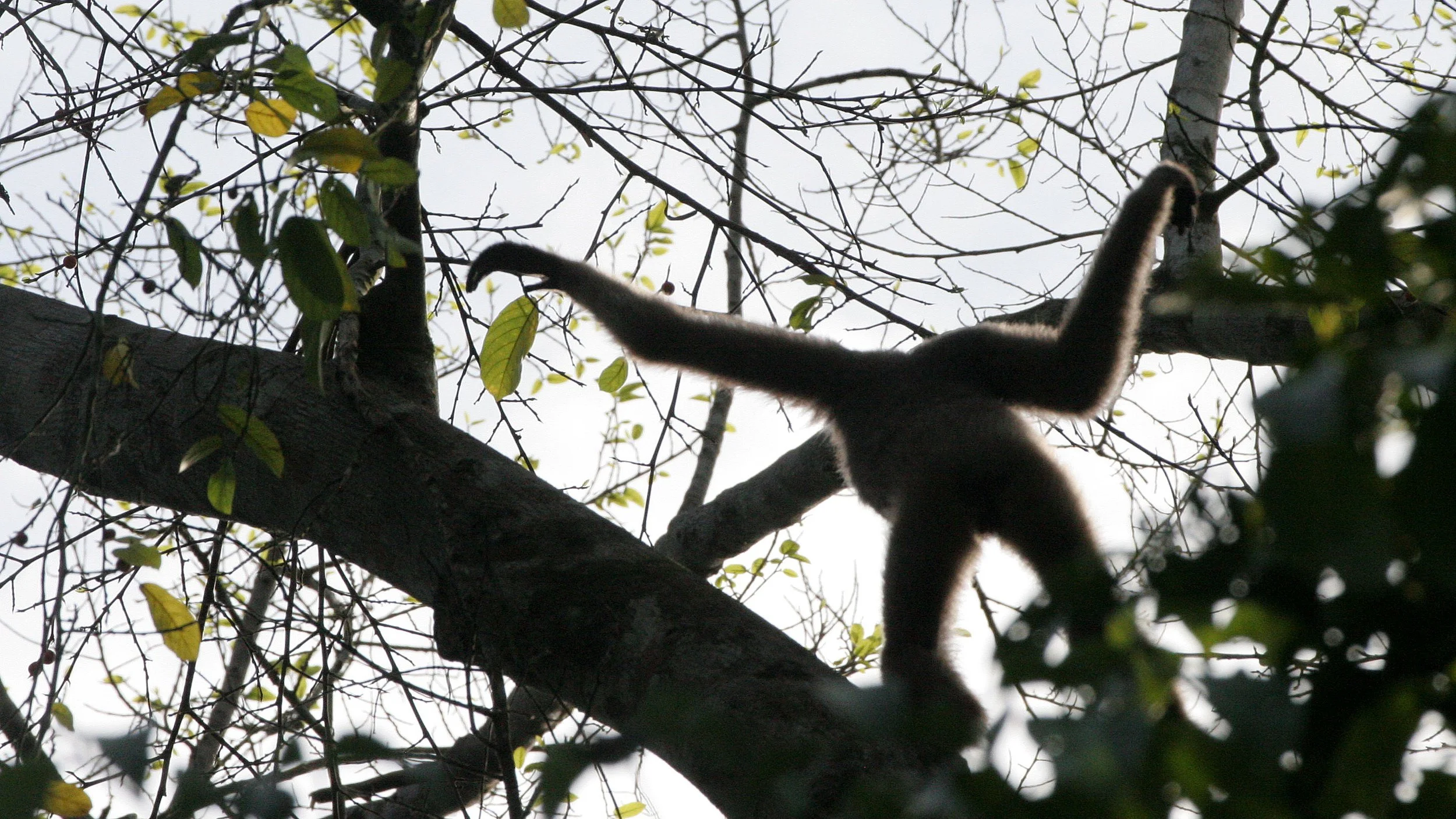 HYLOBATIDAE - Hylobates muelleri - MUELLER'S (GRAY) GIBBON - TABIN WILDLIFE RESERVE  (78).JPG