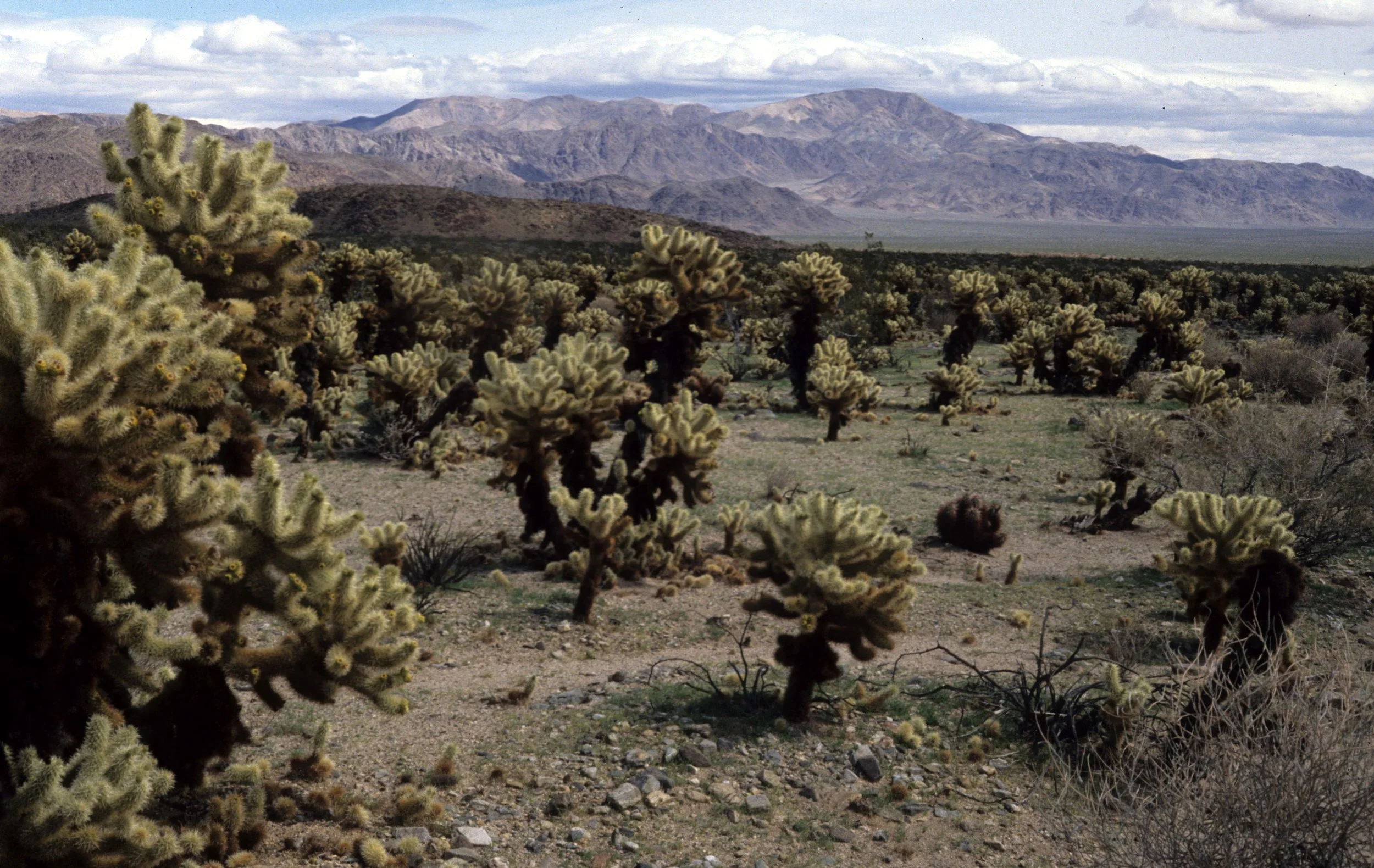 JOSHUA TREE NP - CACTACEAE - OPUNTIA BIGLOVII - TEDDY BEAR CHOLLA  FOREST.jpg