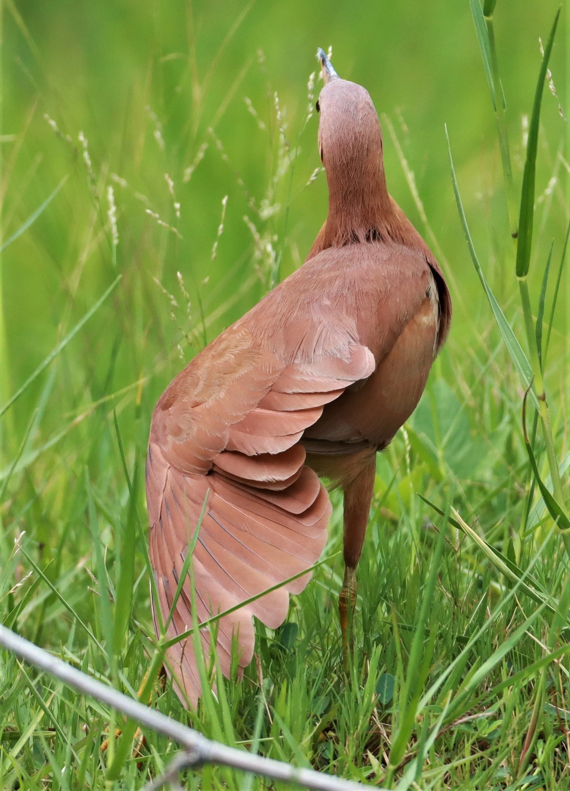 BITTERN - CINNAMON BITTERN (CHESTNUT BITTERN) - Ixobrychus cinnamomeus - BURIRAM HUAI CHORAKHE MAK (24).jpg