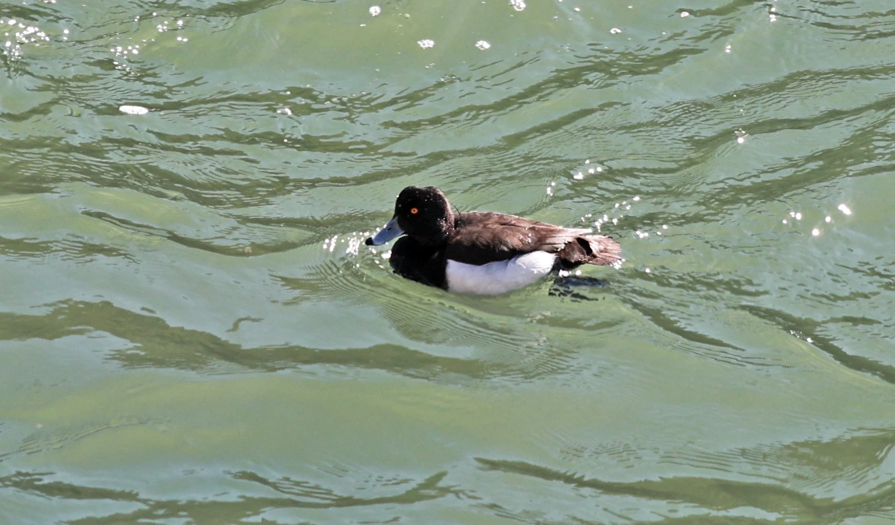 Tufted Duck (Aythya fuligula) Sogi Waterfalls & Canyon, Kagoshima Japan (2).jpg