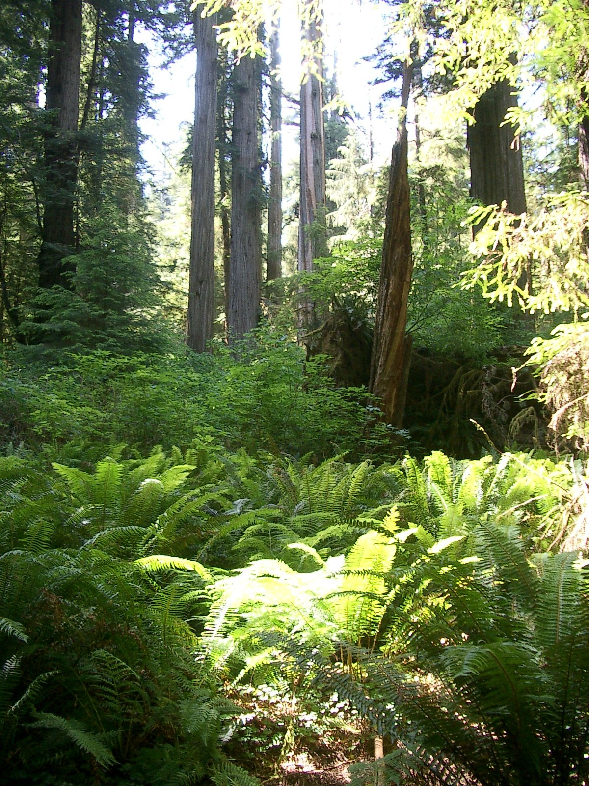 2004-6-12 LARRY AND KATRIS WEDDING IN EUREKA CALIFORNIA (110).JPG