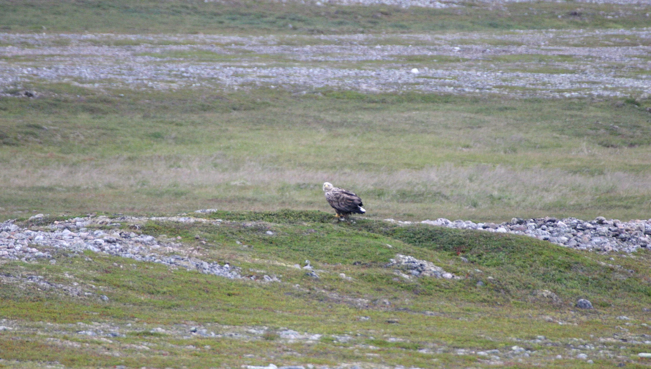 Haliaeetus albicilla - WHITE-TAILED SEA EAGLE - HORNOYA NORWAY (5).jpg