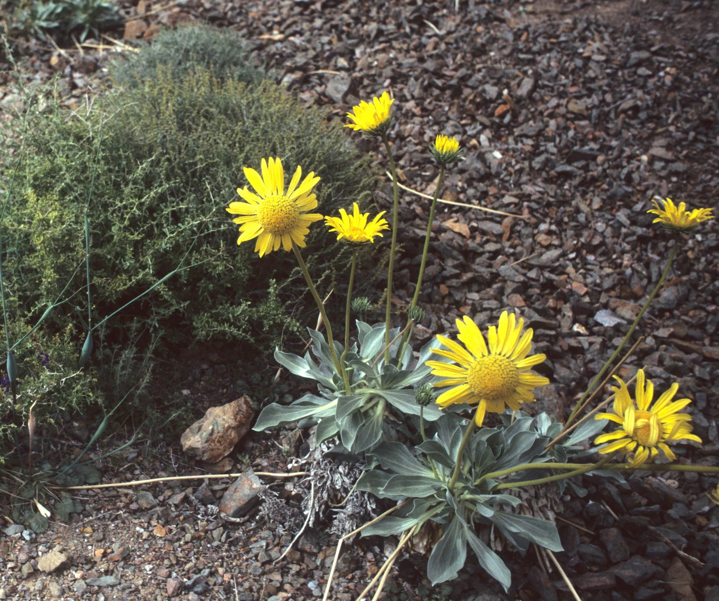DEATH VALLEY - PANAMINT DAISY - PANAMINT CANYON.jpg