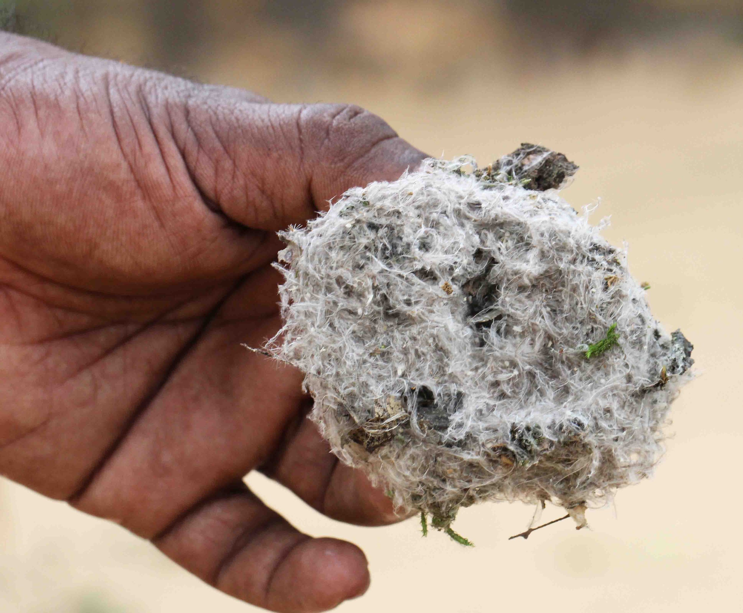 KITULGALA FOREST PRESERVE, SRI LANKA (49).JPG