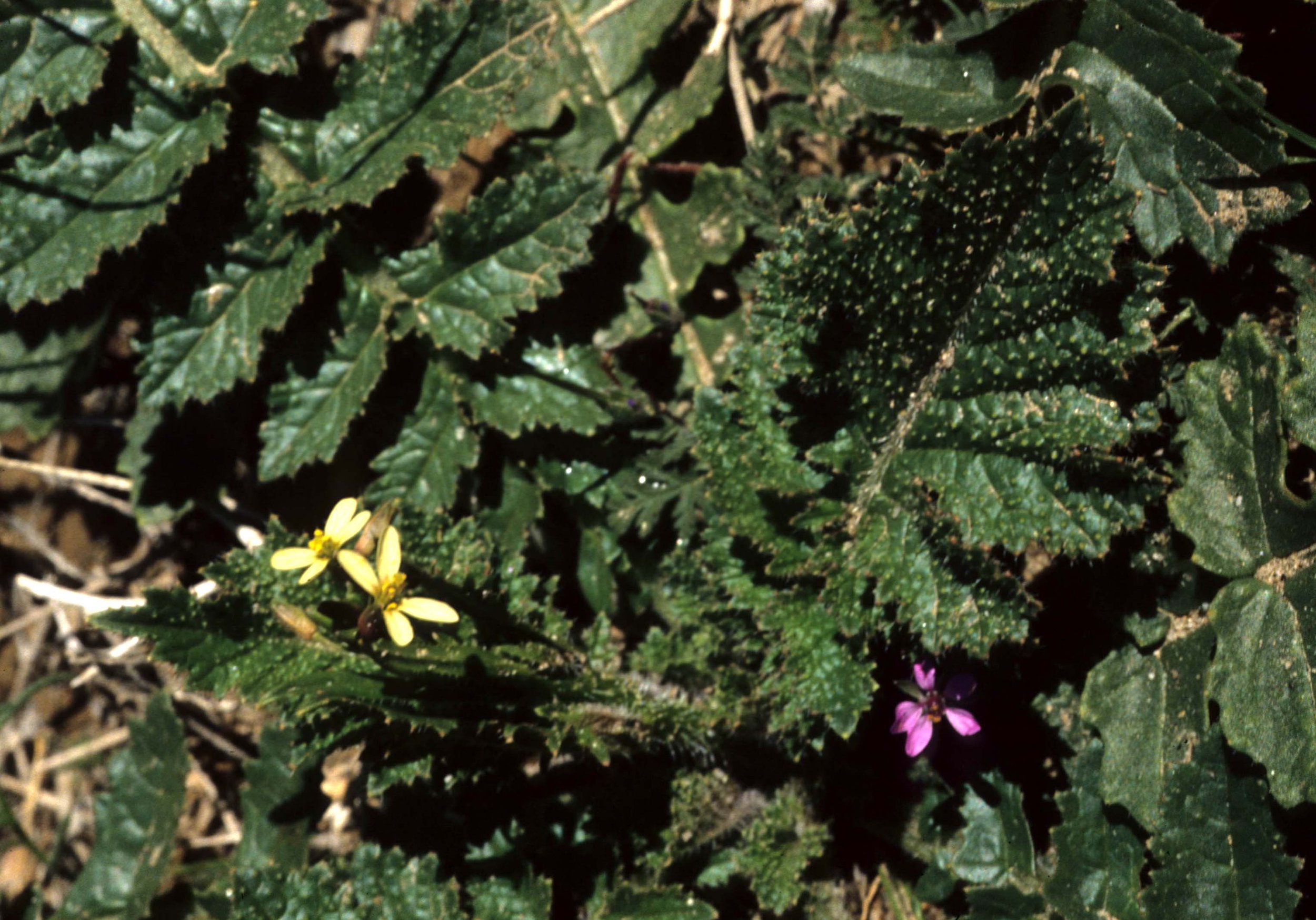 ANZA BORREGO - PLANT SPECIES A.jpg