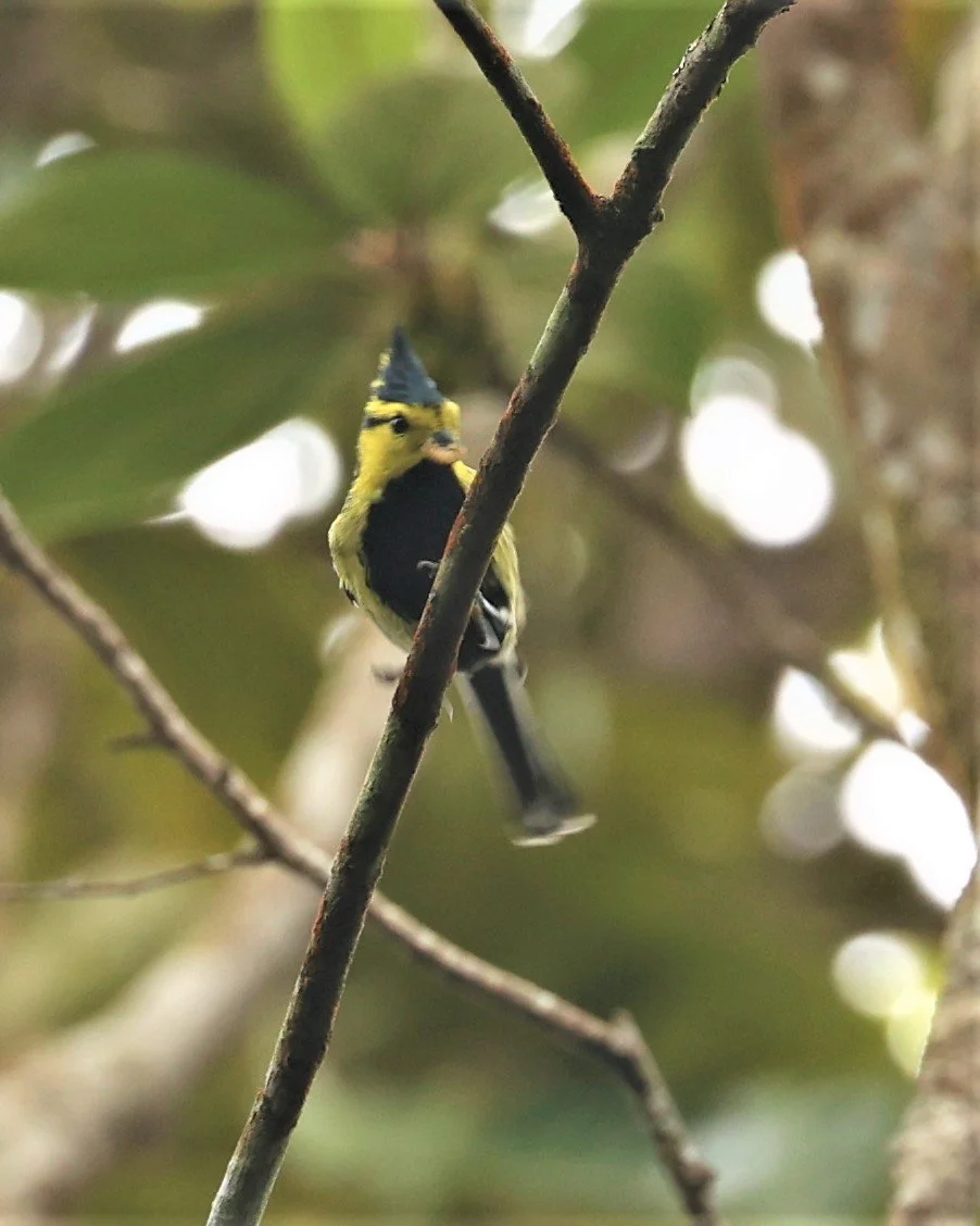 Yellow-cheeked Tit (Machlolophus spilonotus) Doi Inthanon NP, Thailand (5).jpg