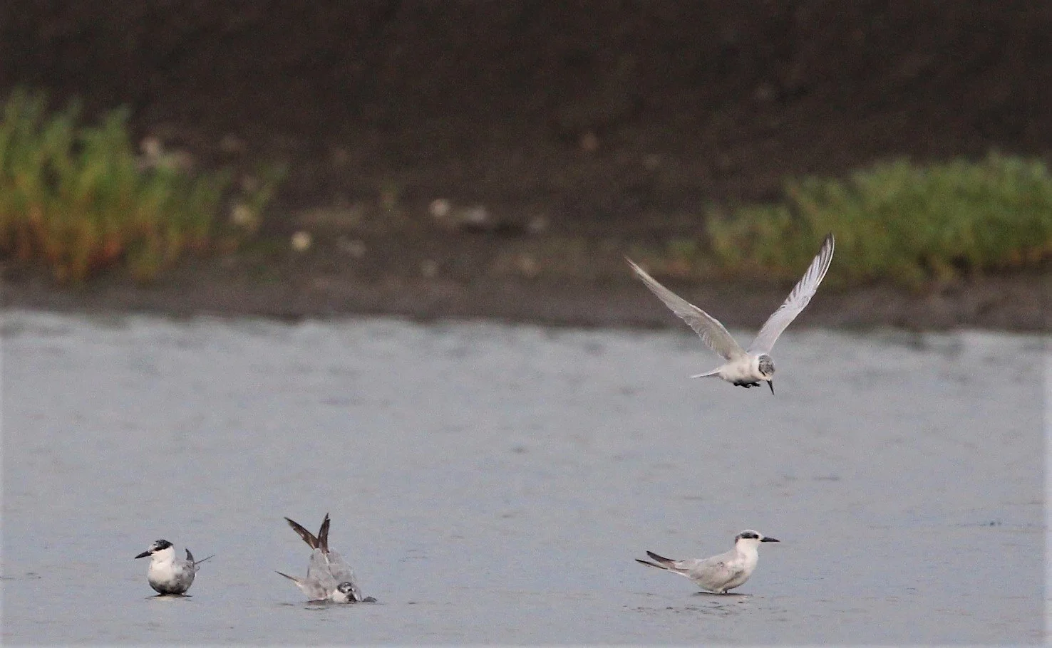 2019 Ban Pak Khlong Pramong in Chachoengsao Whale Trip (15).JPG