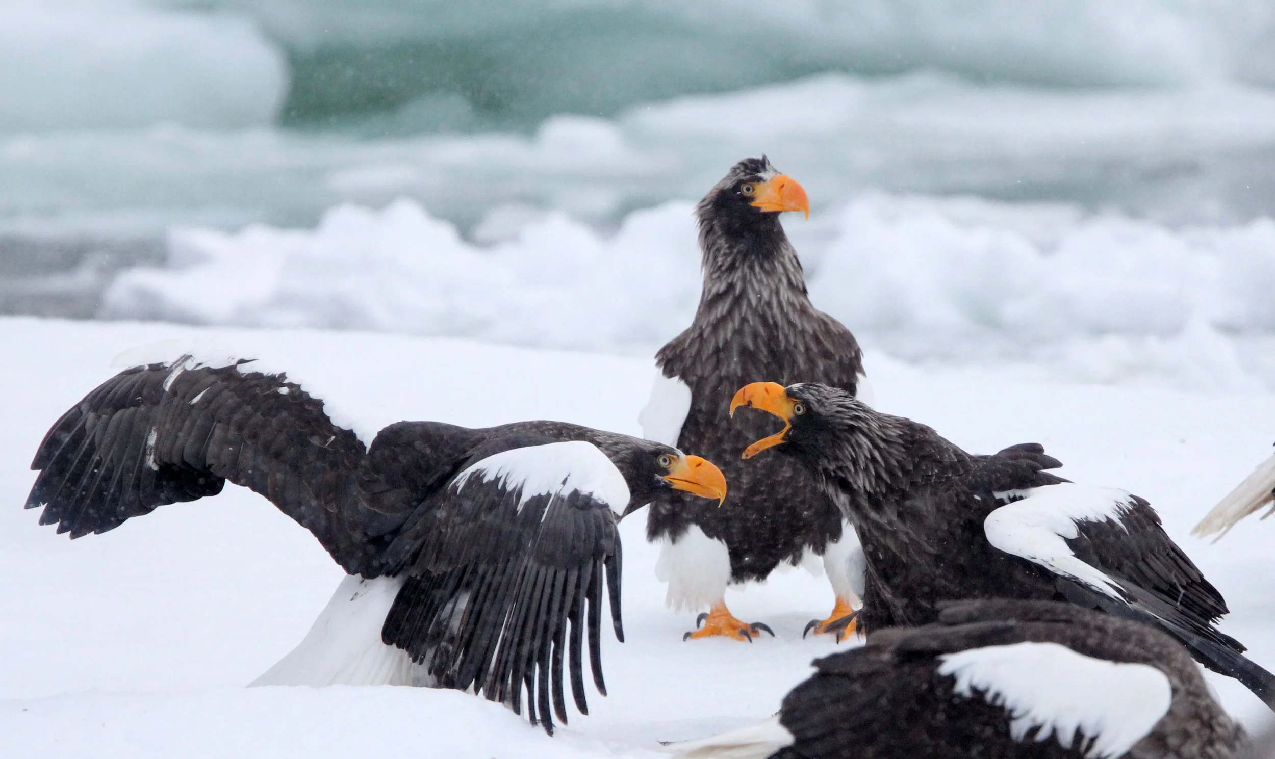 Haliaeetus pelagicus - STELLER'S SEA EAGLE - RAUSU, SHIRETOKO PENINSULA, HOKKAIDO JAPAN (191).JPG