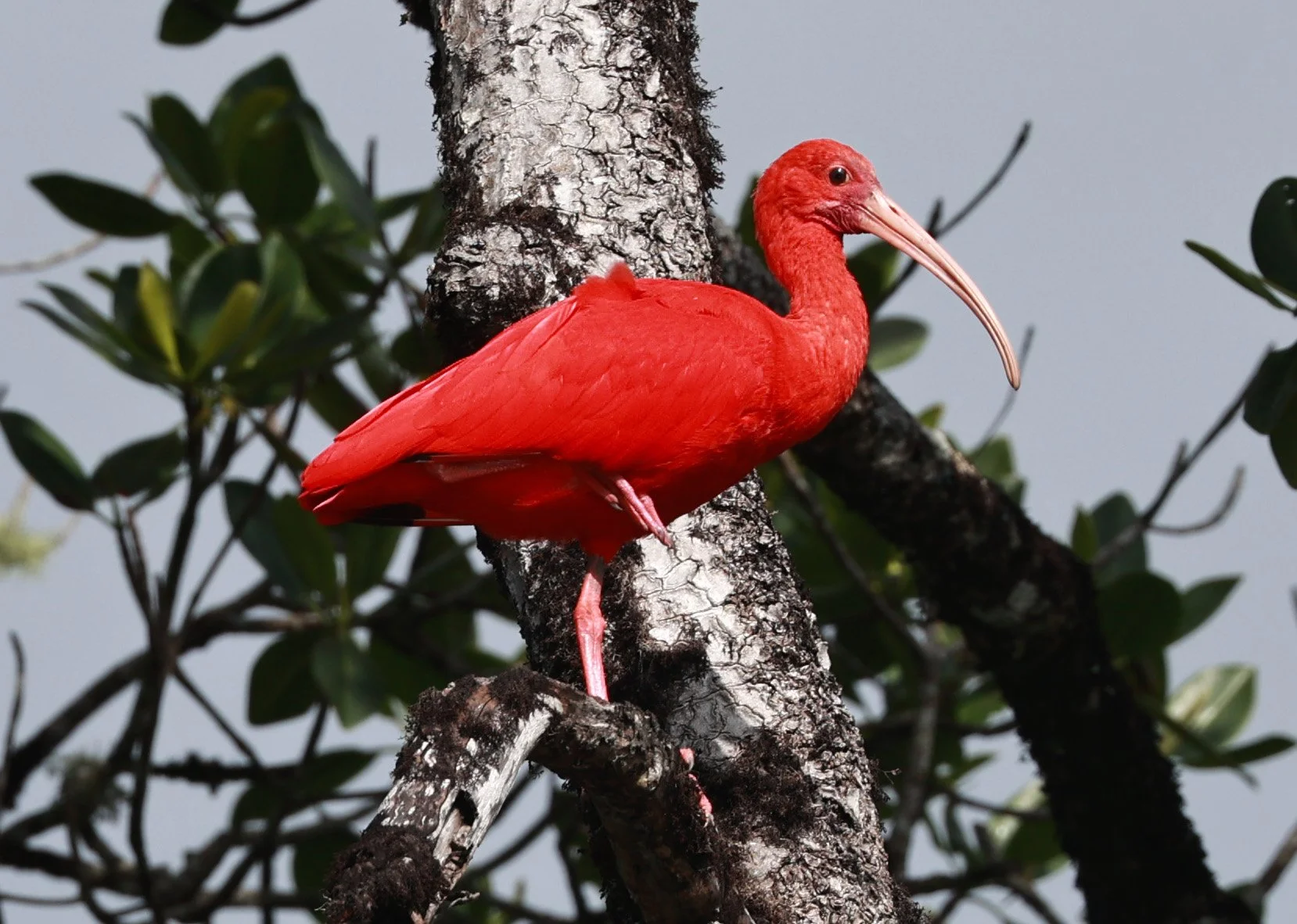 Scarlet Ibis (Eudocimus ruber) Superagüi National Park, Brazil (30).jpg