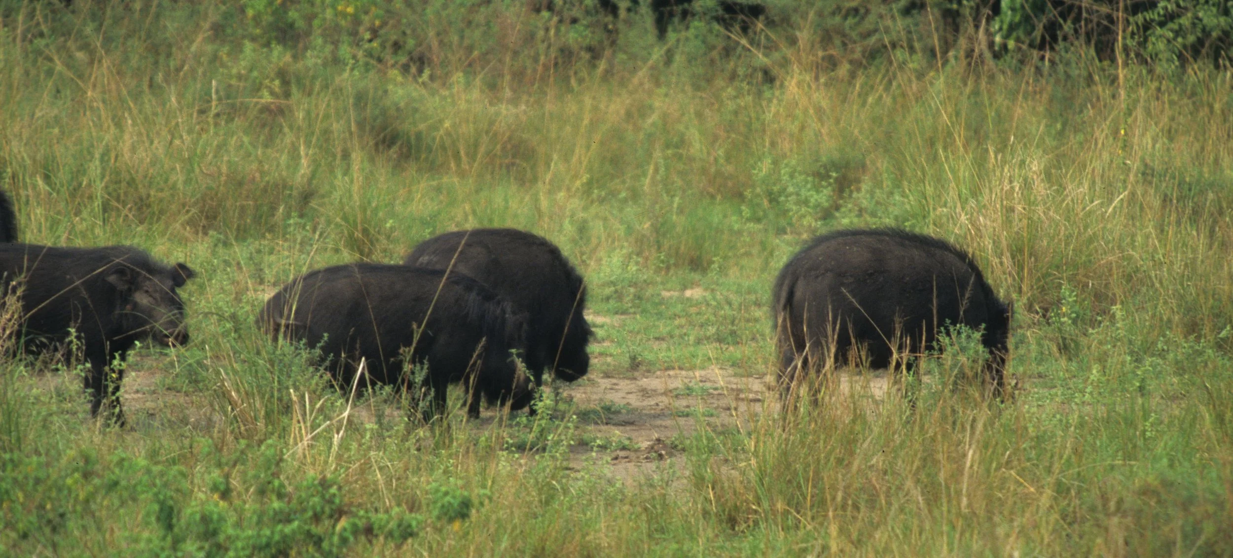 SUIDAE - FOREST HOG - QE PARK UGANDA (6).jpg