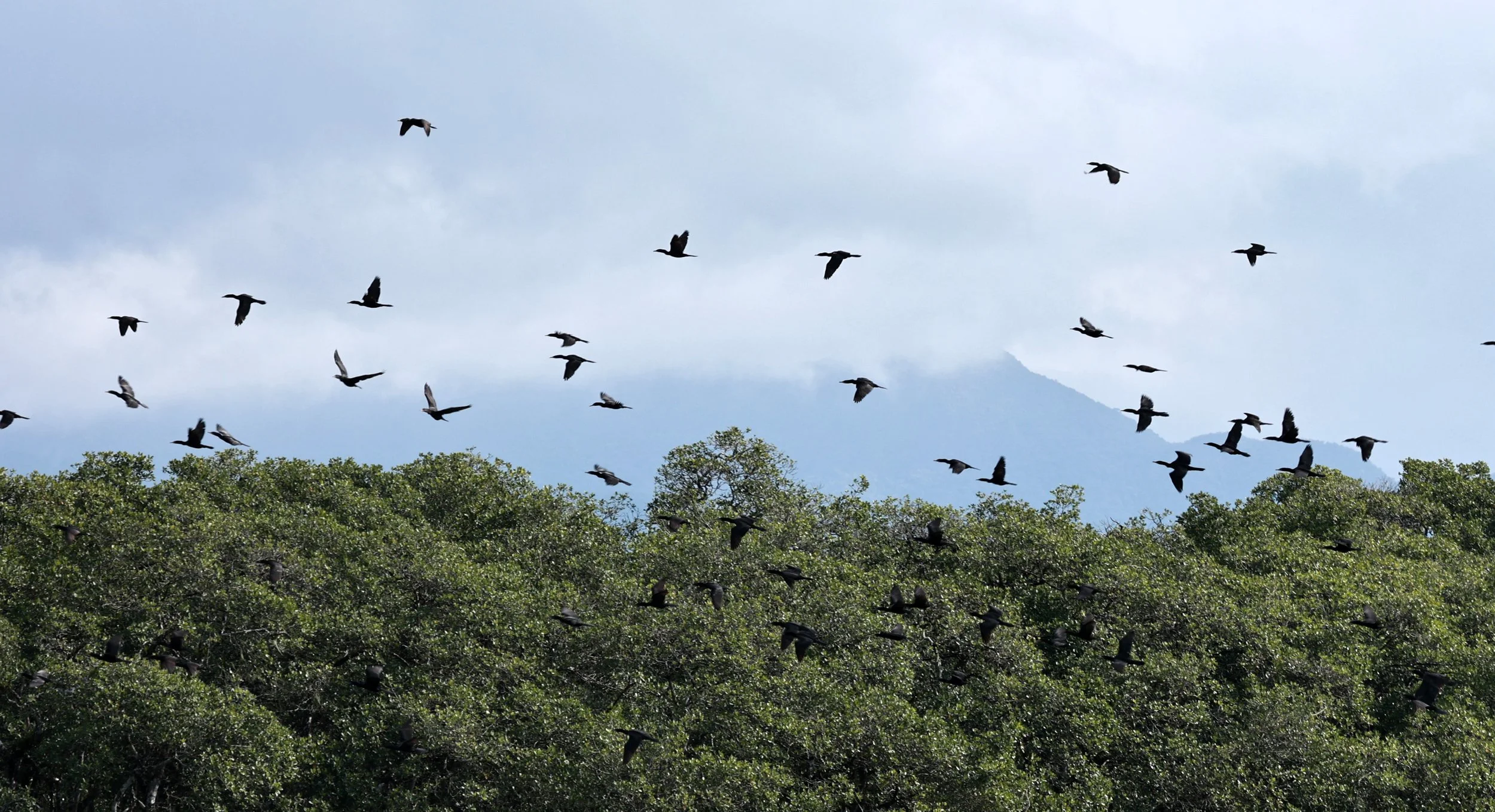 Neotropic Cormorant (Nannopterum brasilianum) Superagui Brazil