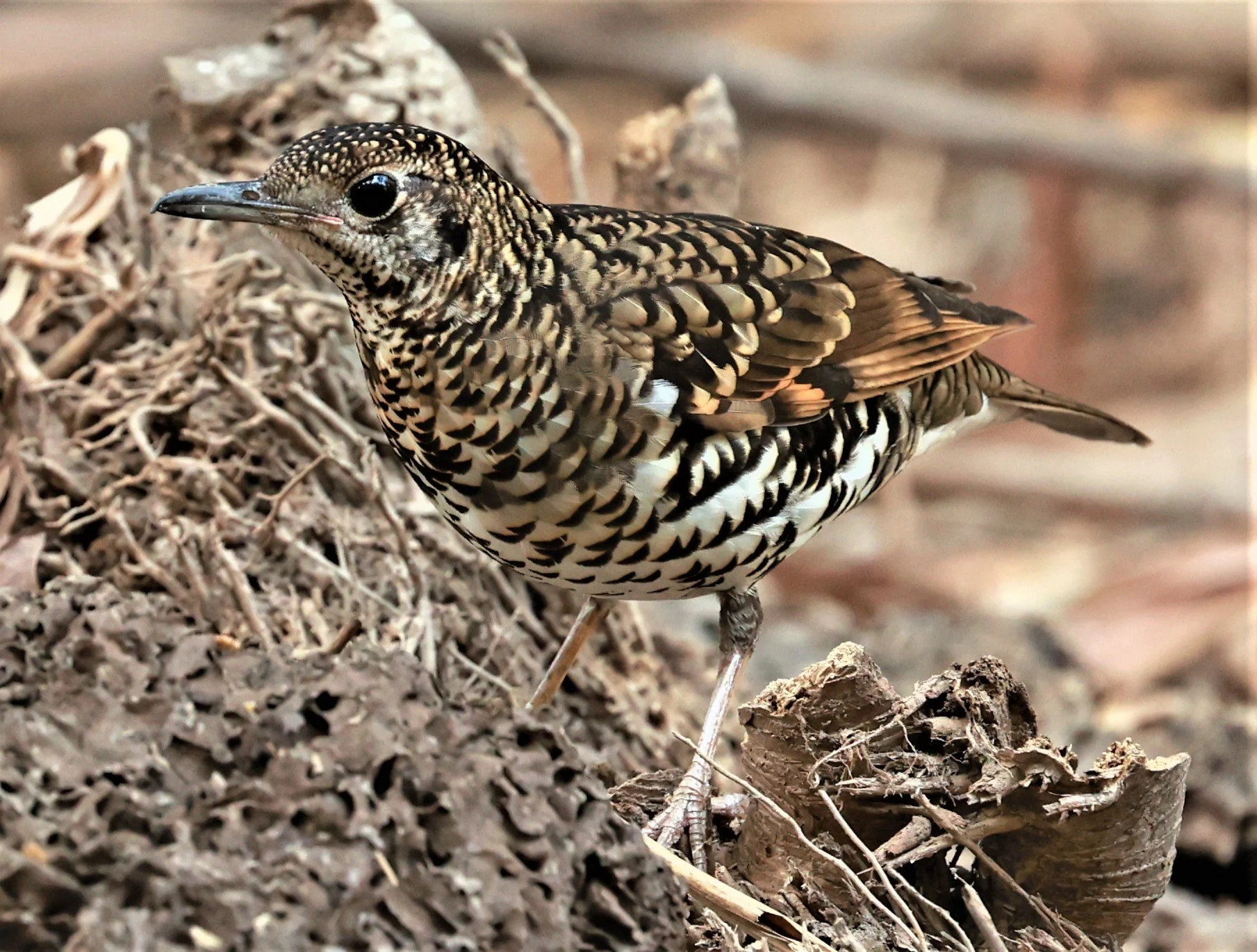 White's Thrush (Zoothera aurea) Putthamonthon Park Nakhon Pathom Thailand (166).jpg