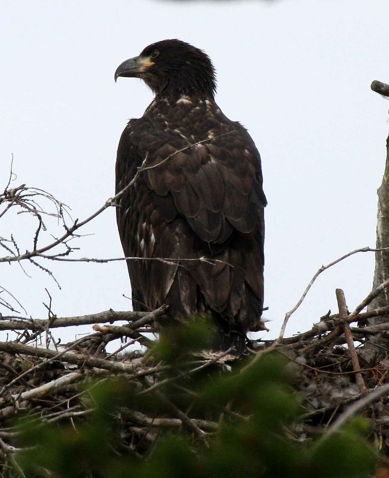 Haliaeetus leucocephalus - AMERICAN BALD EAGLE - CHICKS - CLINE SPIT OVERLOOK - SEQUIM DUNGENESS BLUFFS (58).JPG