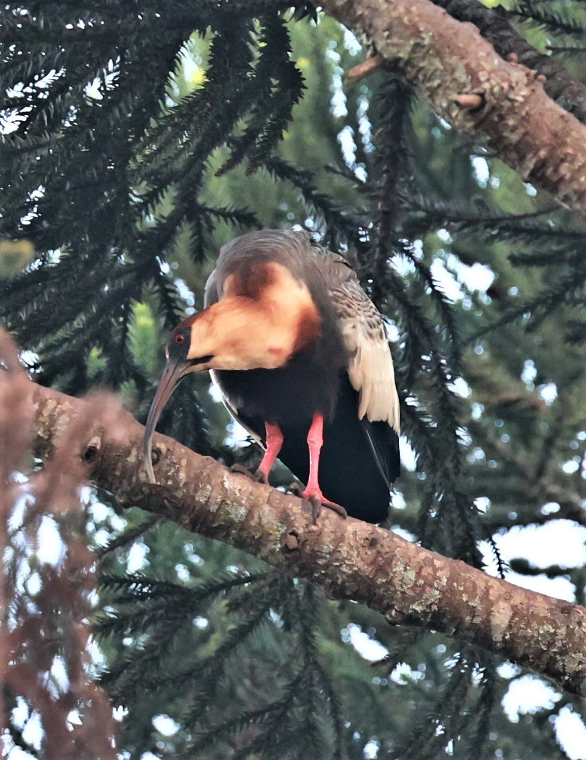 Ibis - Buff-necked Ibis - Theristicus caudatus - Fazenda Garibaldi, Sao Paulo State (2).jpg