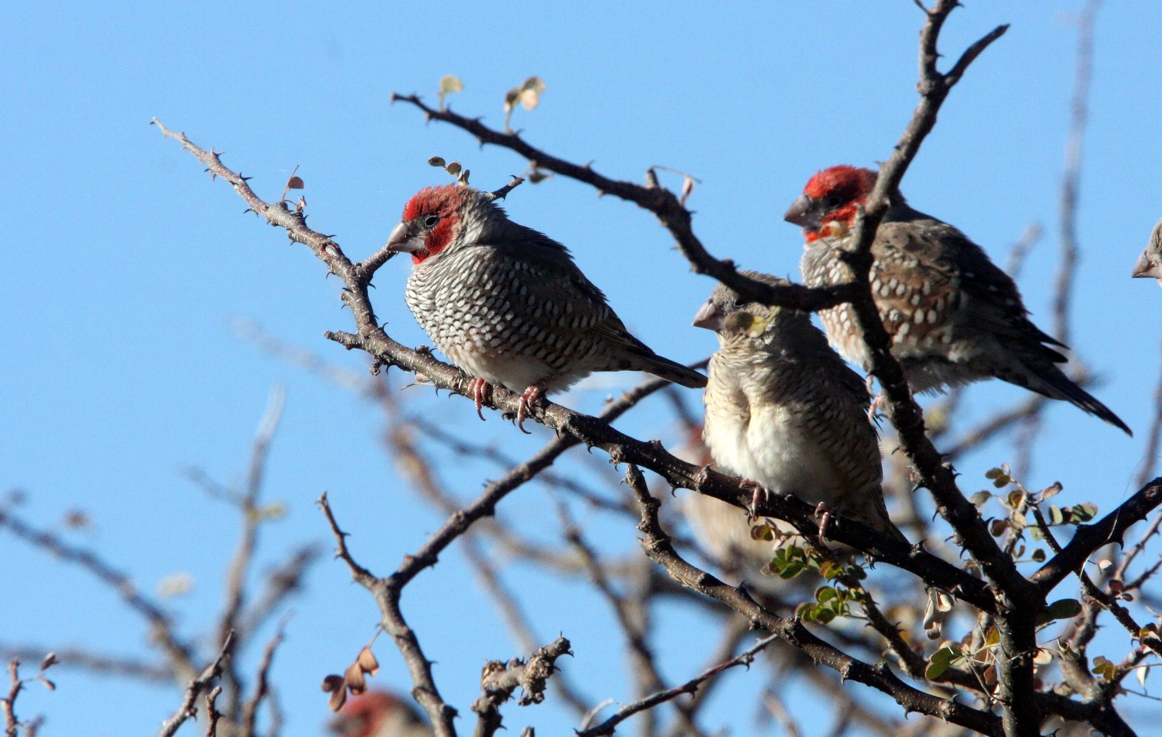 Red-headed Finch (Amadina erythrocephala) Etosha NP, Namibia (5).JPG