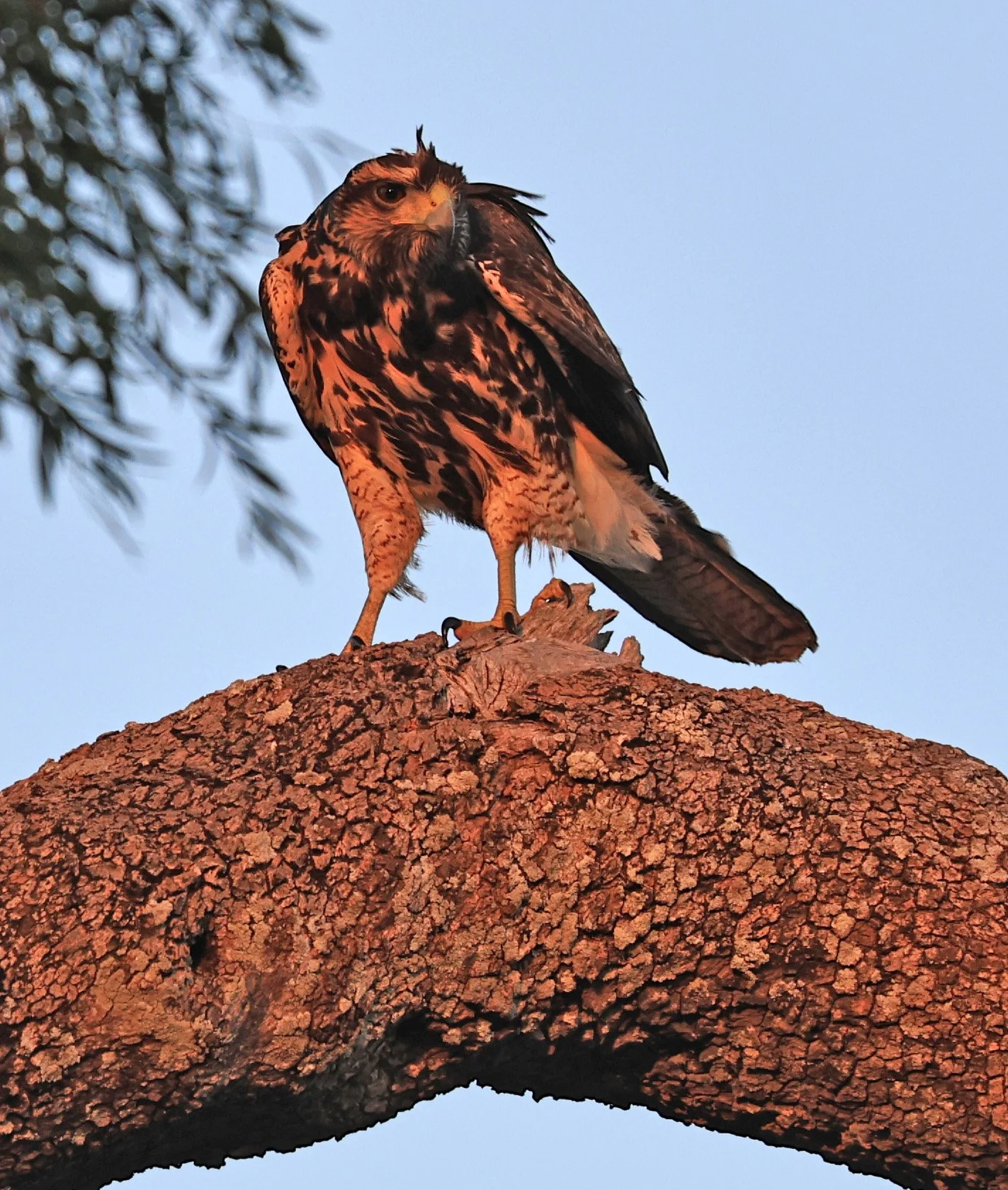 Savanna Hawk (Buteogallus meridionalis) Agua Dulce Paraguay (11).jpg